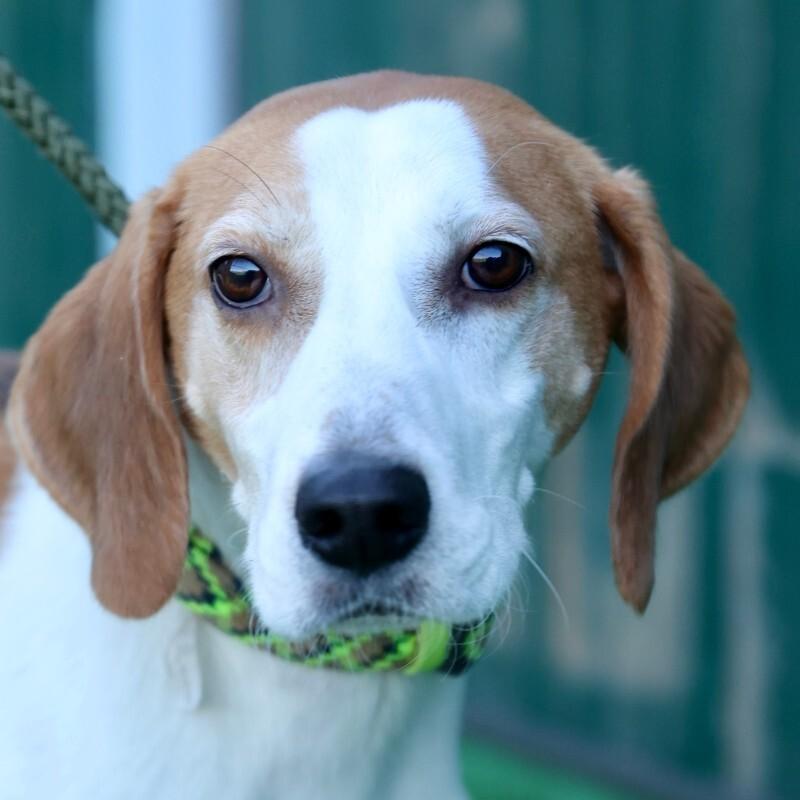 Enlarge Soar, a Adoptable Hound in Roanoke, VA image 2/5