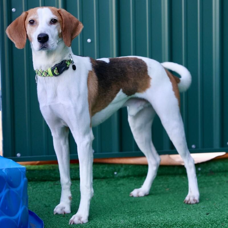 Enlarge Soar, a Adoptable Hound in Roanoke, VA image 4/5