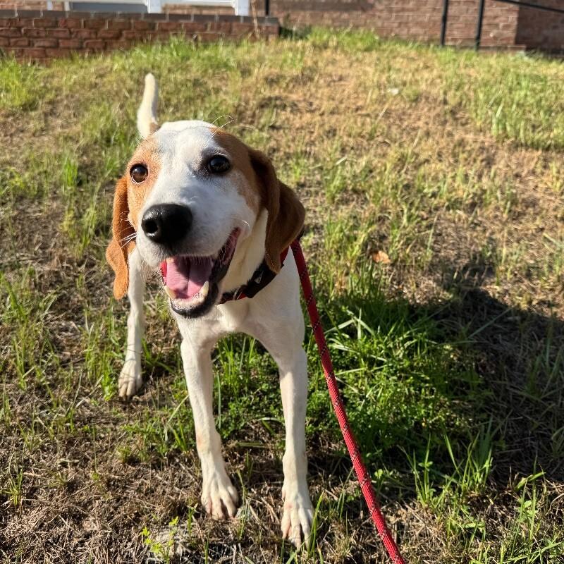 Soar, a Adoptable Hound in Roanoke, VA image 2/3