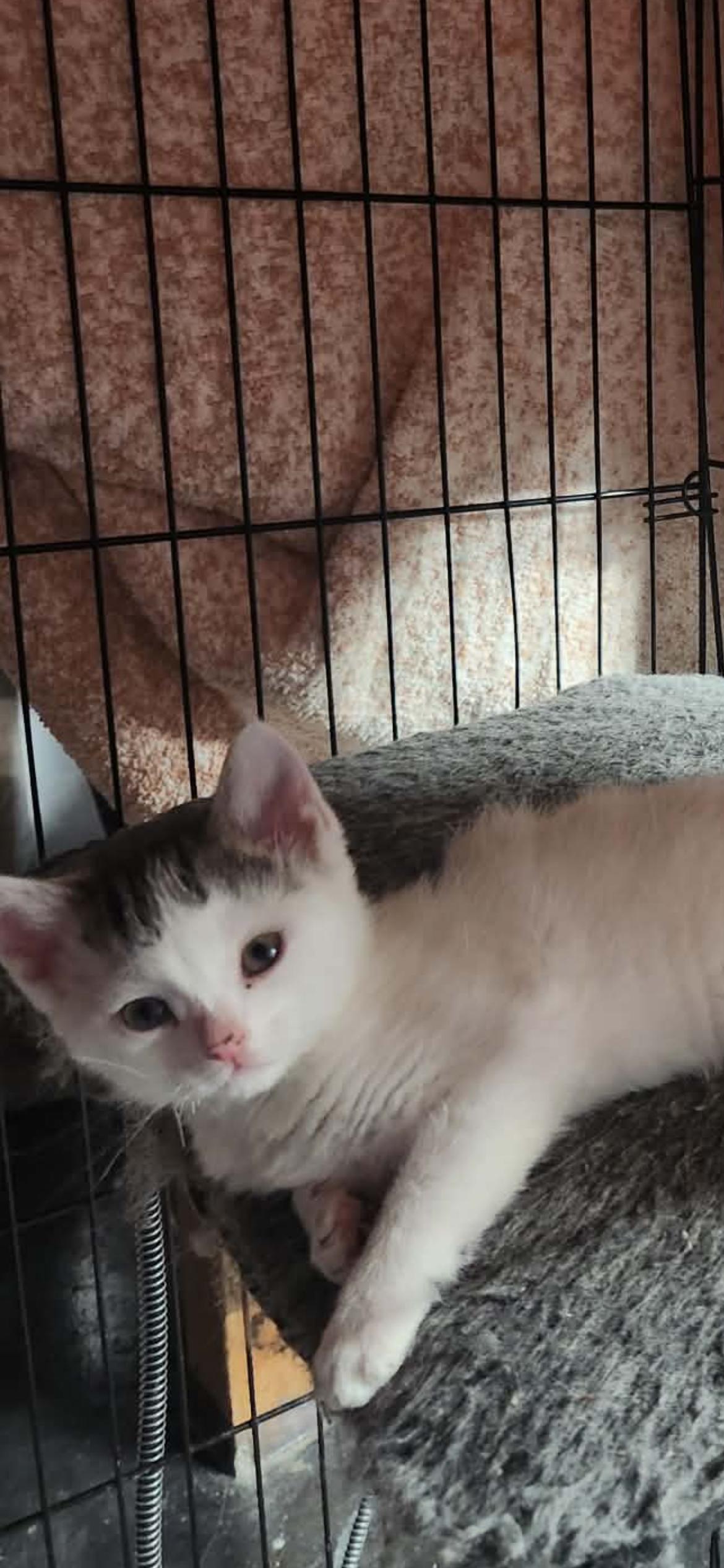 Enlarge Posey, a ADOPTABLE Domestic Short Hair in Hellertown, PA image 1/1