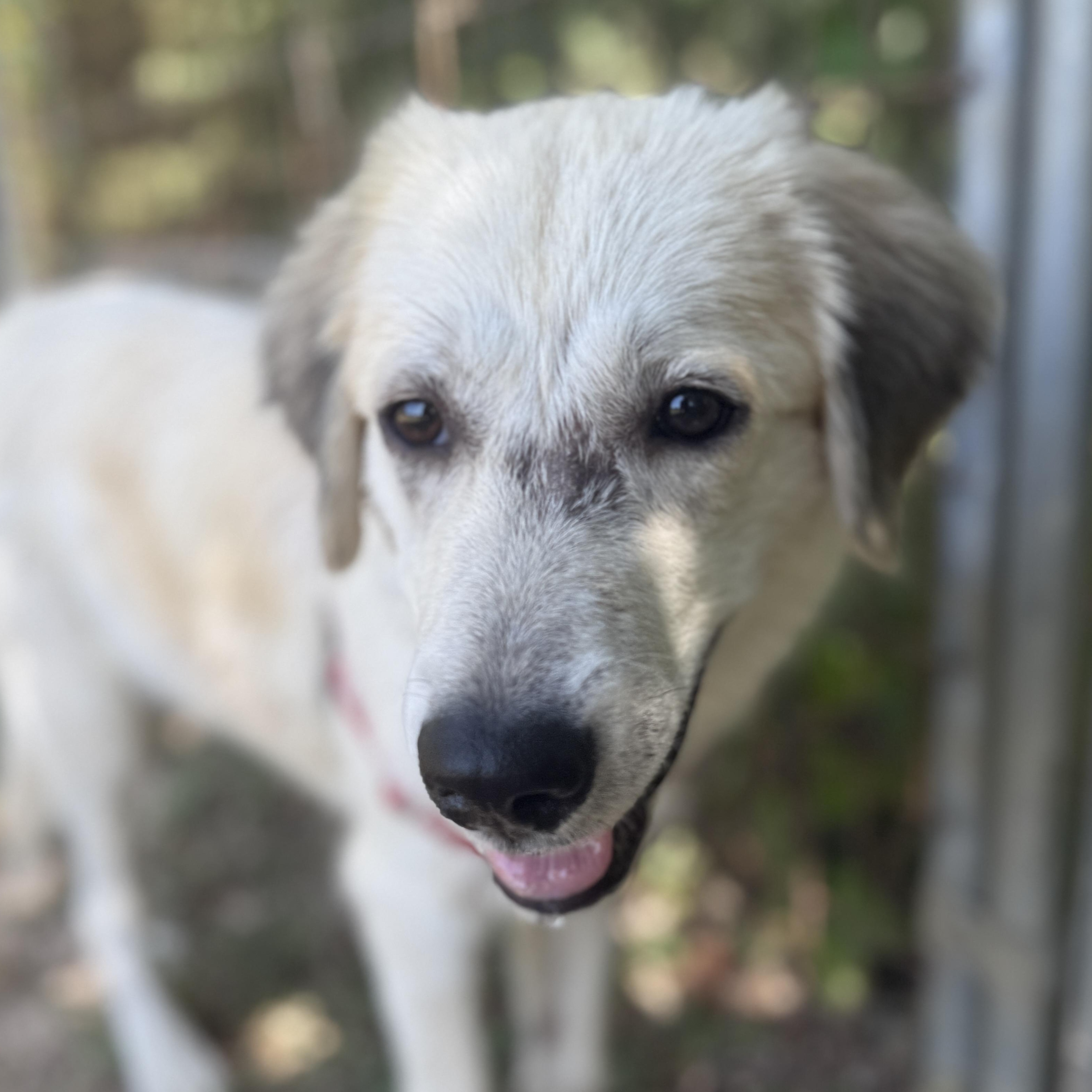 Enlarge Summer, a Adoptable mixed breed in Bulverde, TX image 4/5