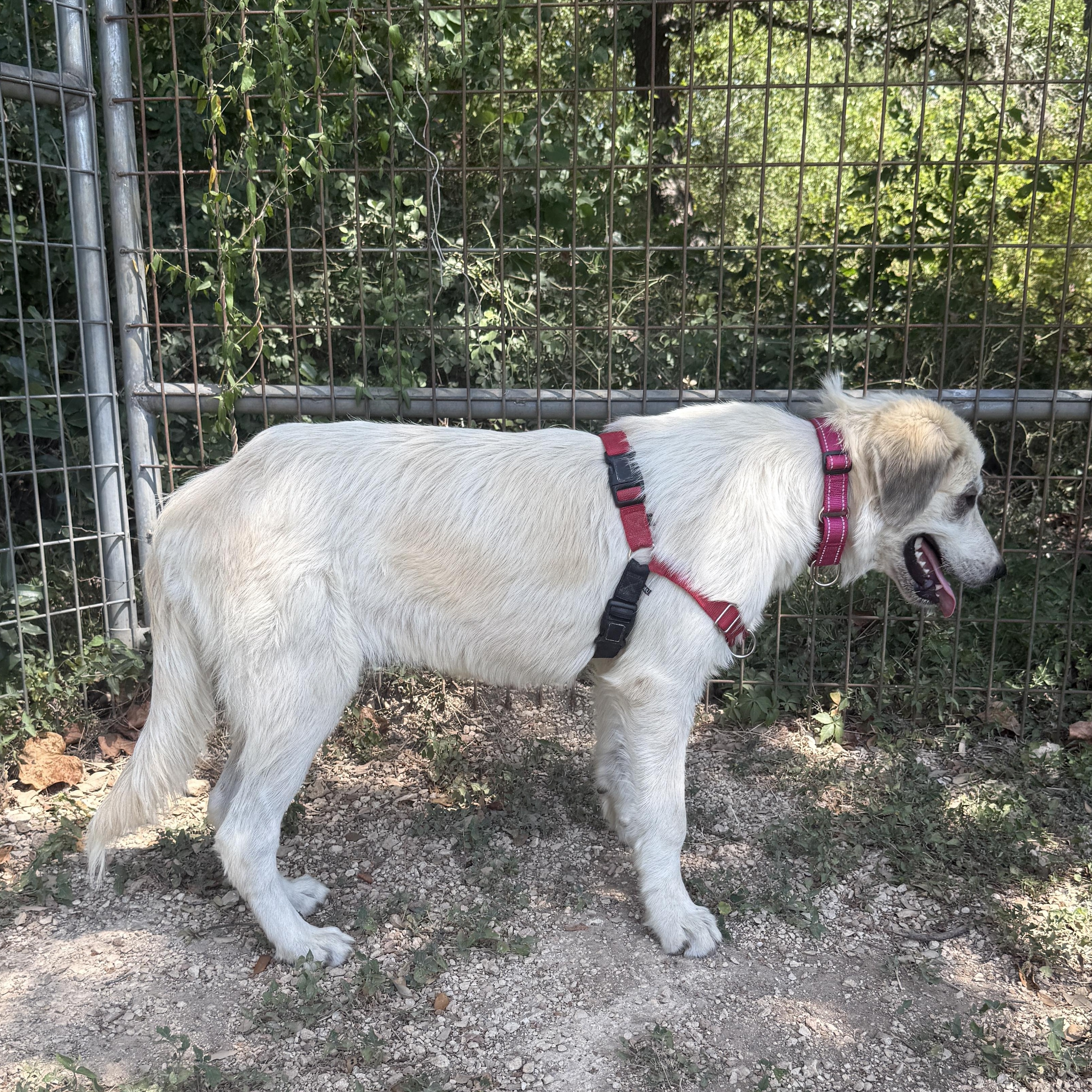 Enlarge Summer, a Adoptable mixed breed in Bulverde, TX image 5/5