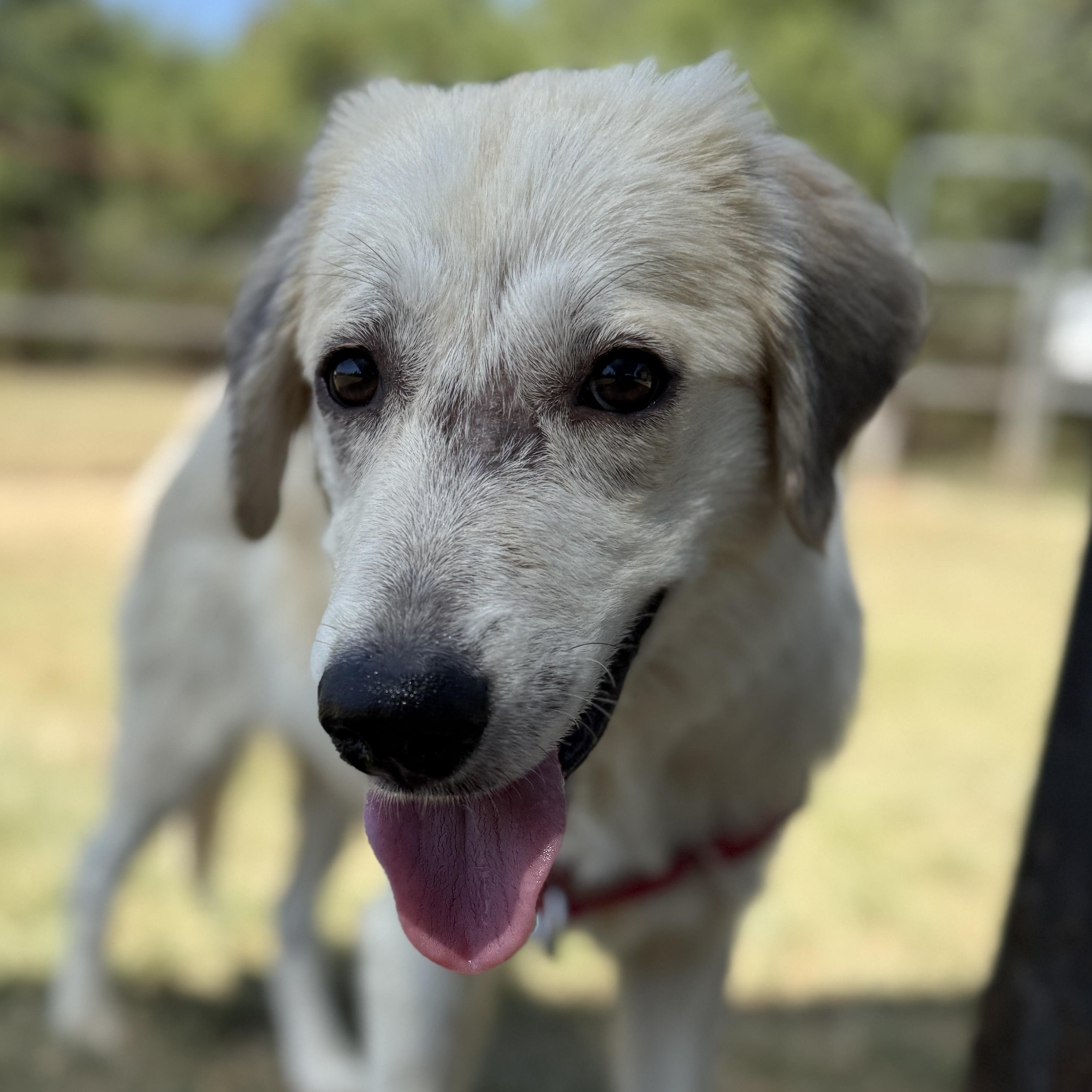 Summer, Adoptable, Young Female Shepherd.