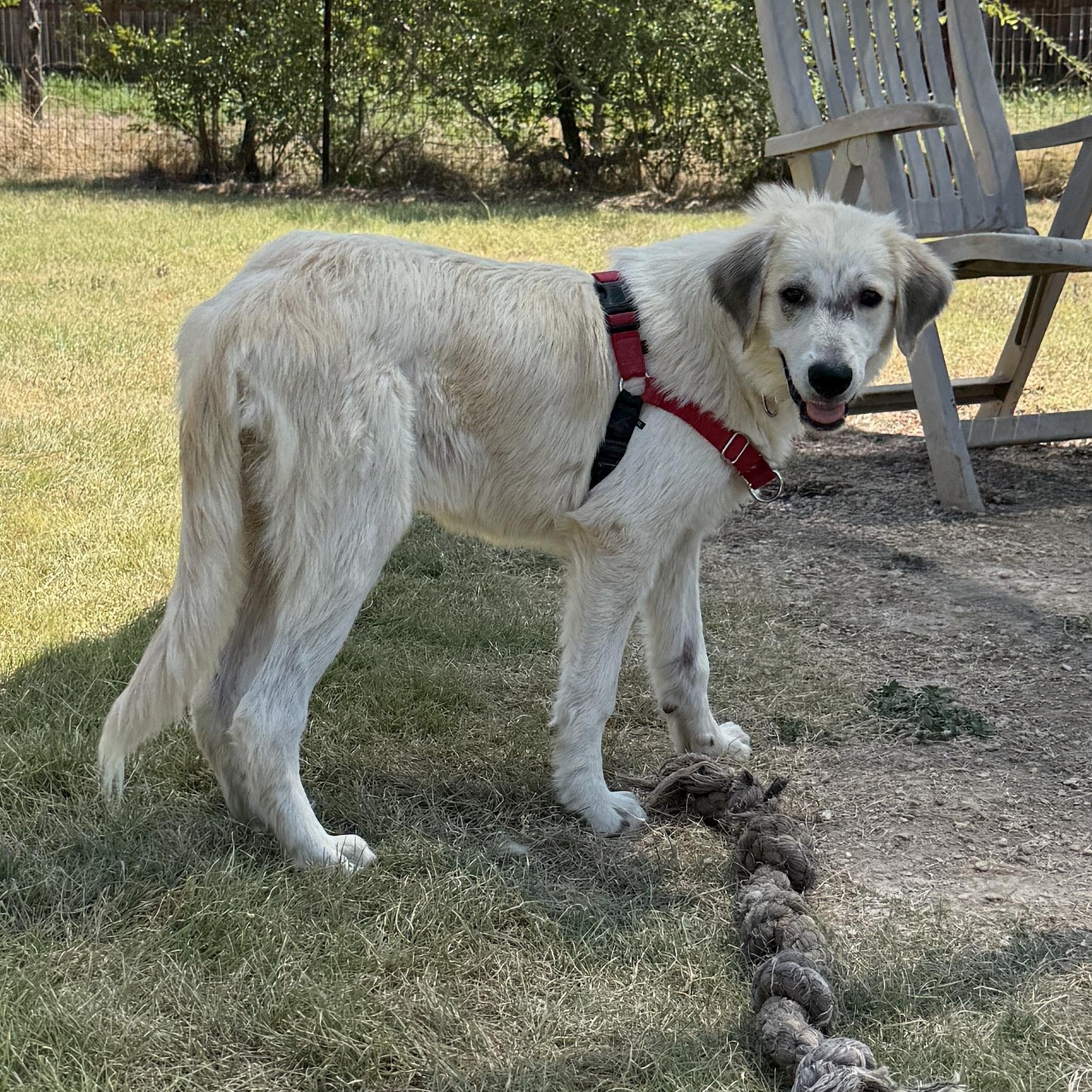 Enlarge Summer, a Adoptable mixed breed in Bulverde, TX image 2/5