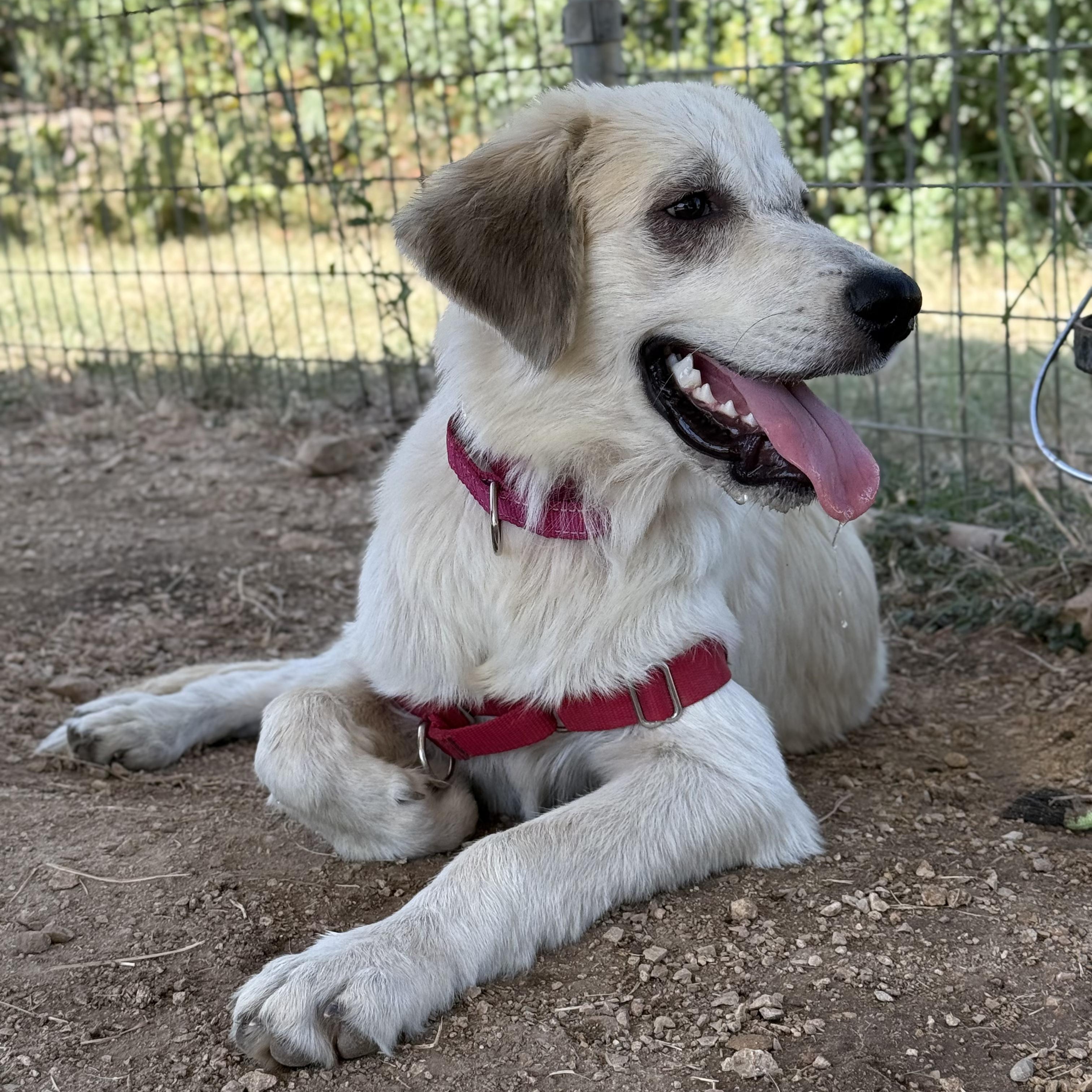 Enlarge Summer, a Adoptable mixed breed in Bulverde, TX image 3/5