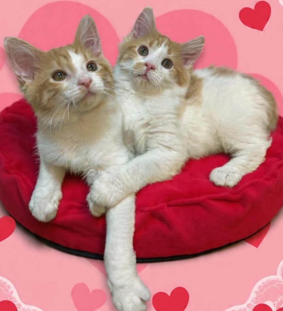 Horacio n Run chata, an adopted Domestic Medium Hair in West Pittston, PA image 2/2