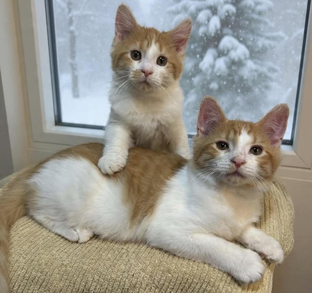 Horacio n Run chata, an adopted Domestic Medium Hair in West Pittston, PA image 1/2