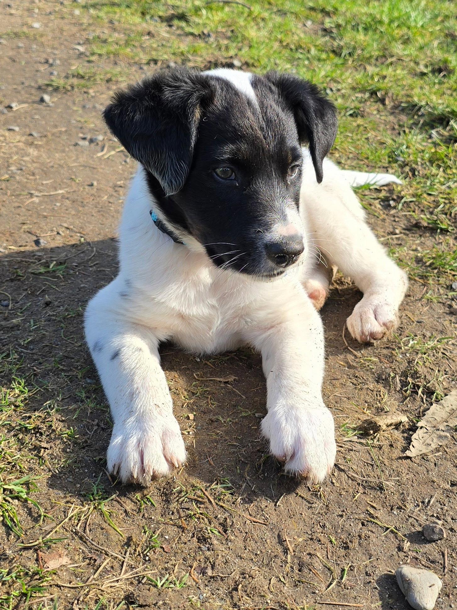 Joey, Adopted, Puppy Male Cattle Dog & Australian Shepherd.