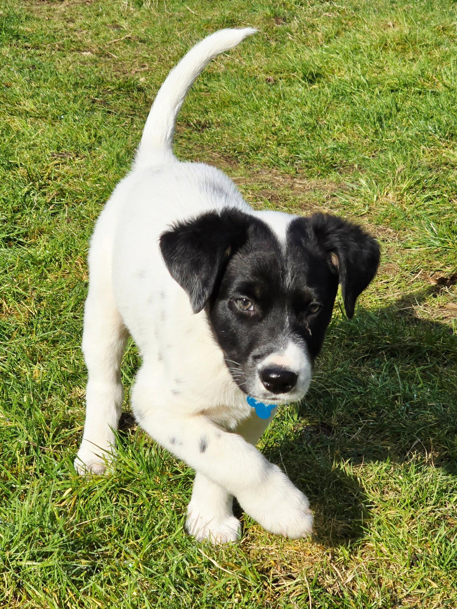 Joey, a Adopted mixed breed in Bothell, WA image 2/3