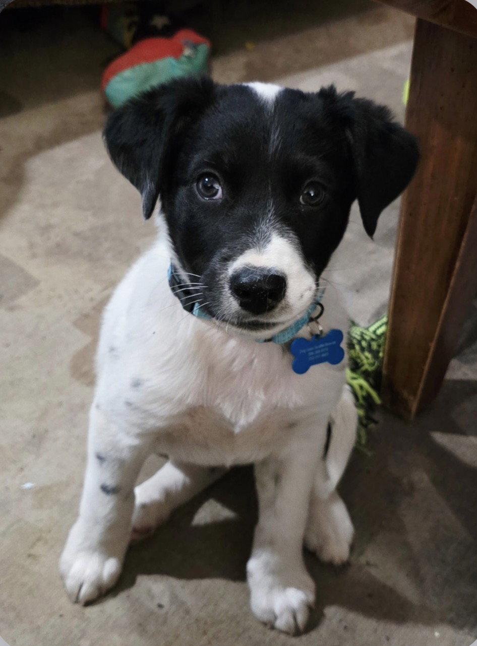 Joey, a Adopted mixed breed in Bothell, WA image 3/3