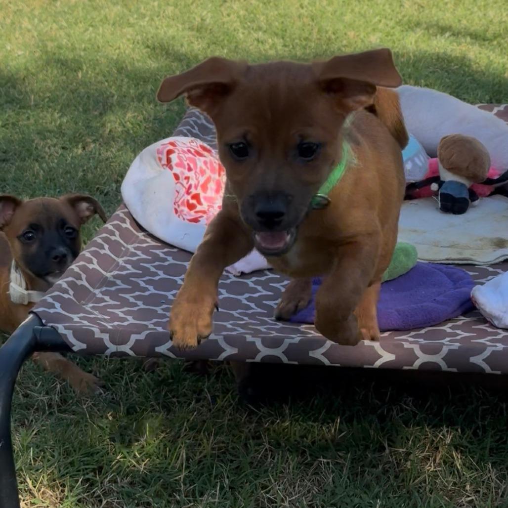 Enlarge Thorn, a Adoptable mixed breed in Fresno, CA image 1/5