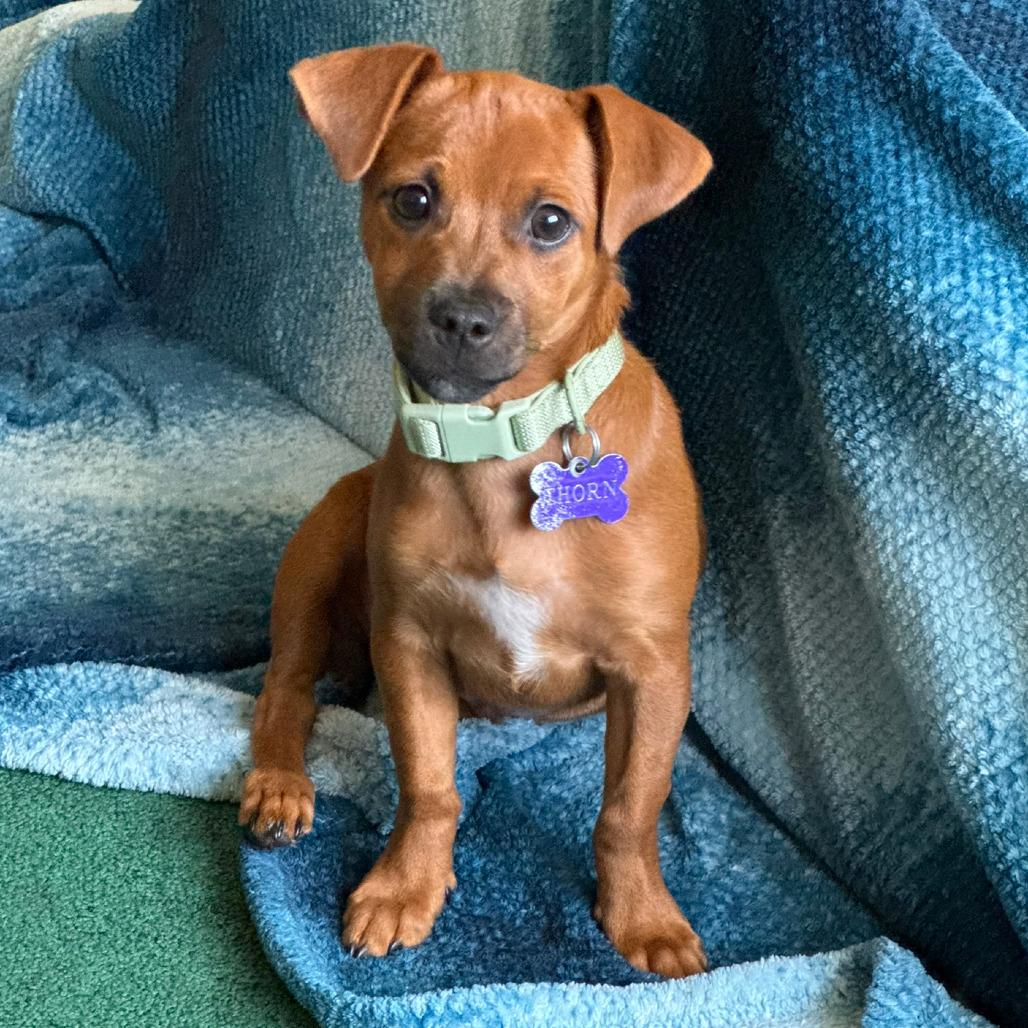 Enlarge Thorn, a Adoptable mixed breed in Fresno, CA image 3/5