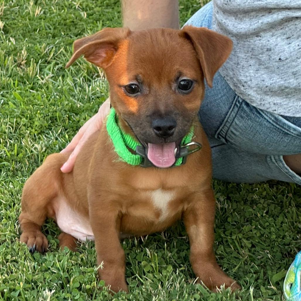 Thorn, Adoptable, Puppy Male Terrier & Dachshund.