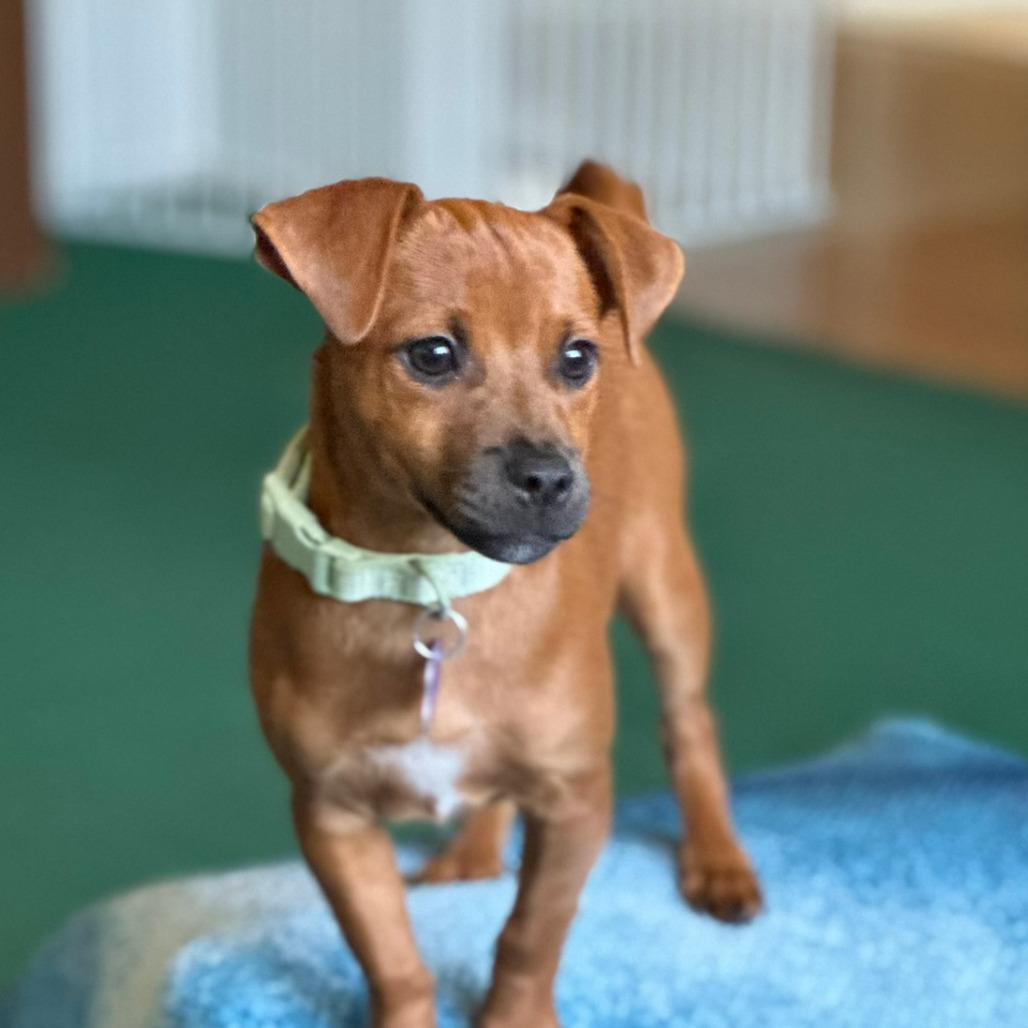 Enlarge Thorn, a Adoptable mixed breed in Fresno, CA image 5/5