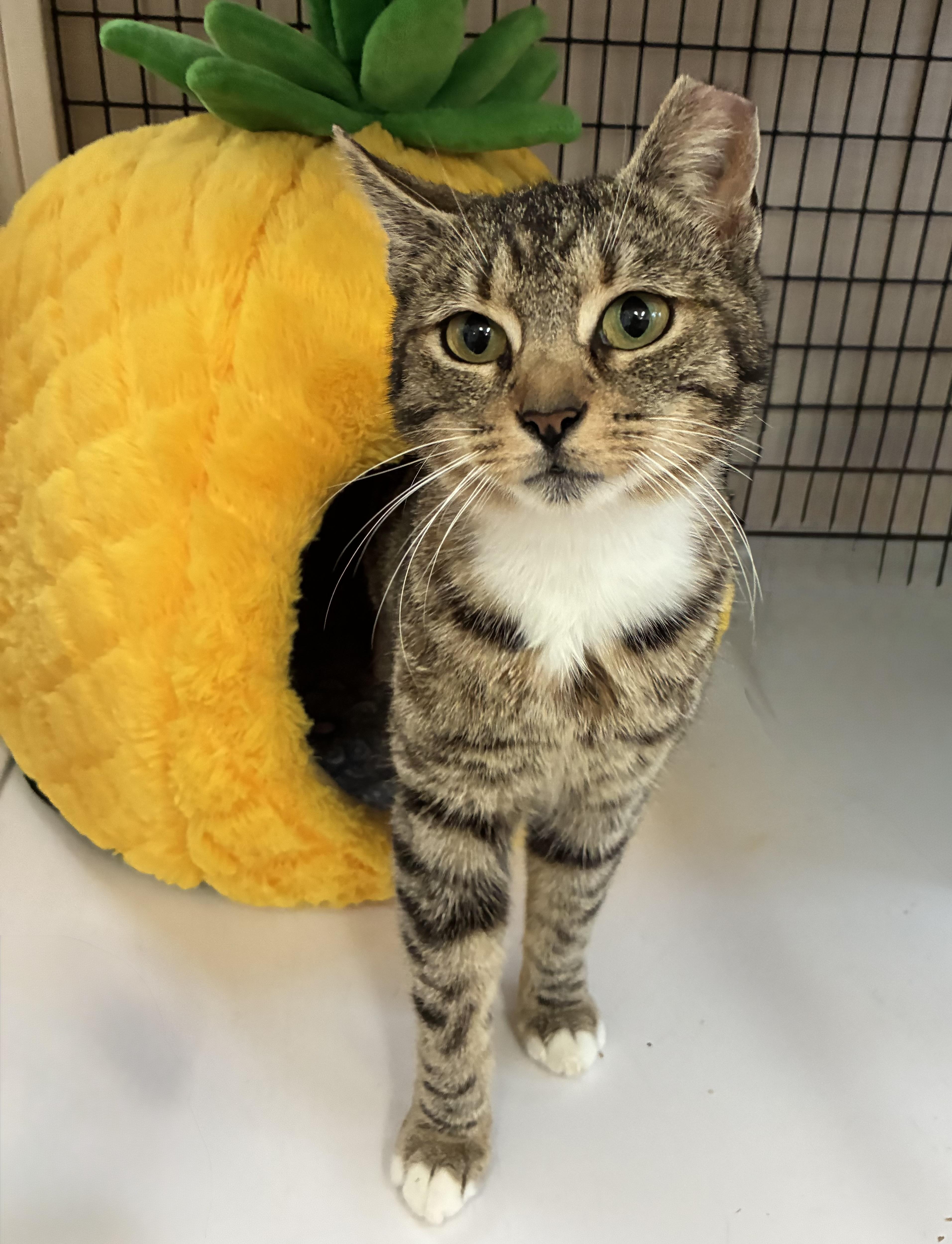 Sandy Cheeks, a ADOPTABLE Domestic Short Hair in Breinigsville, PA image 2/2