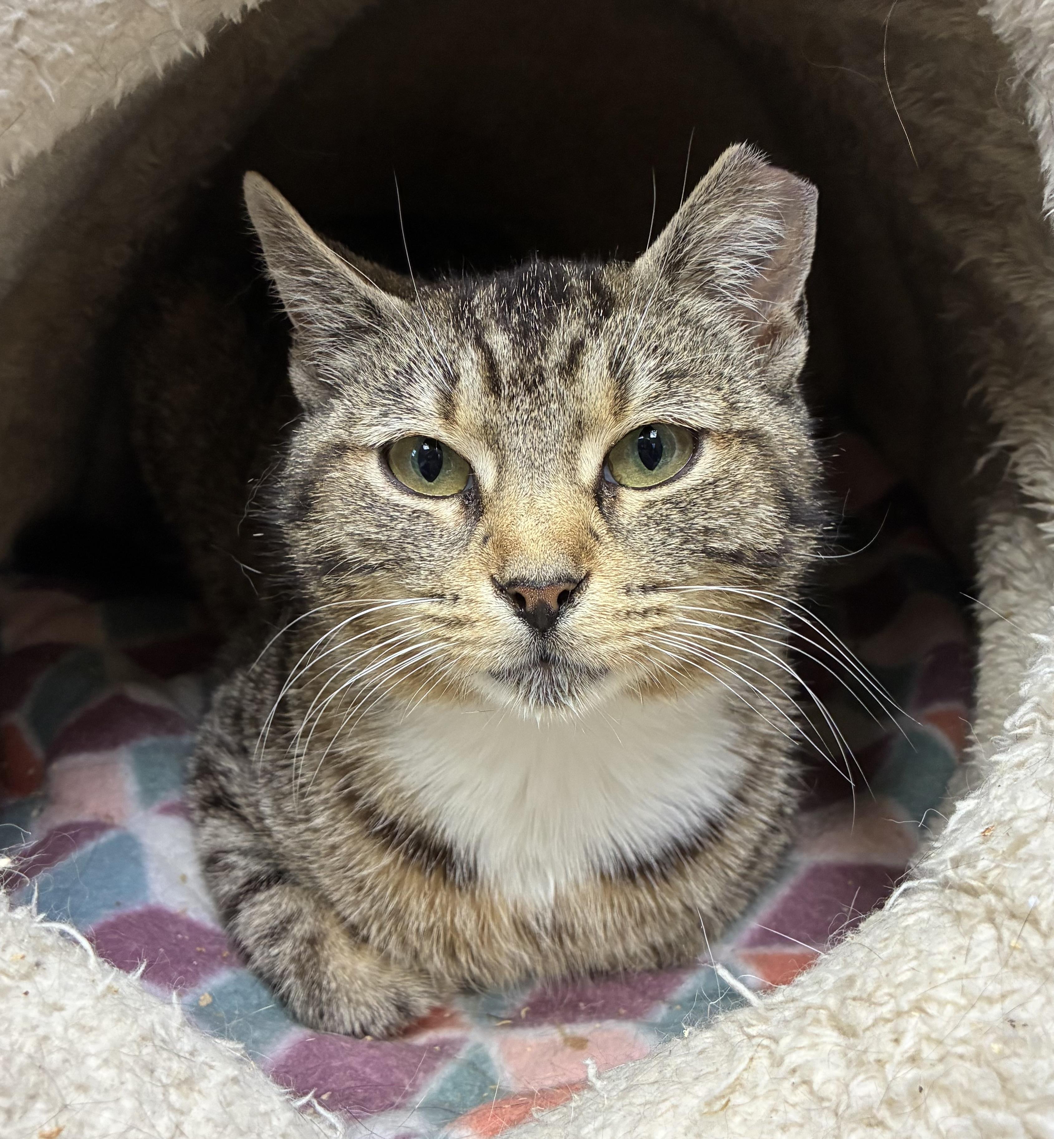 Sandy Cheeks, a ADOPTABLE Domestic Short Hair in Breinigsville, PA image 1/2