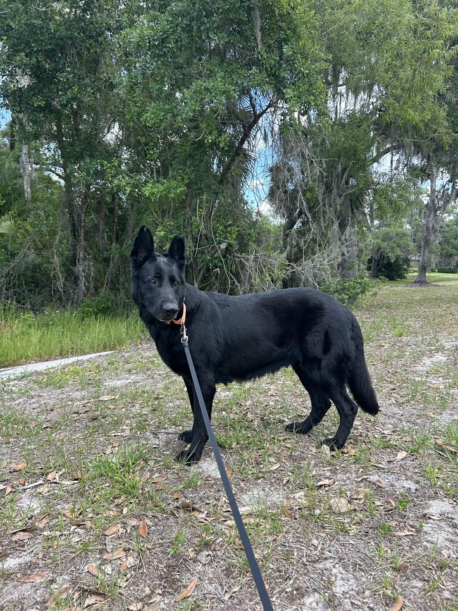 Enlarge Flaca, a Adoptable German Shepherd Dog in Parrish, FL image 1/6