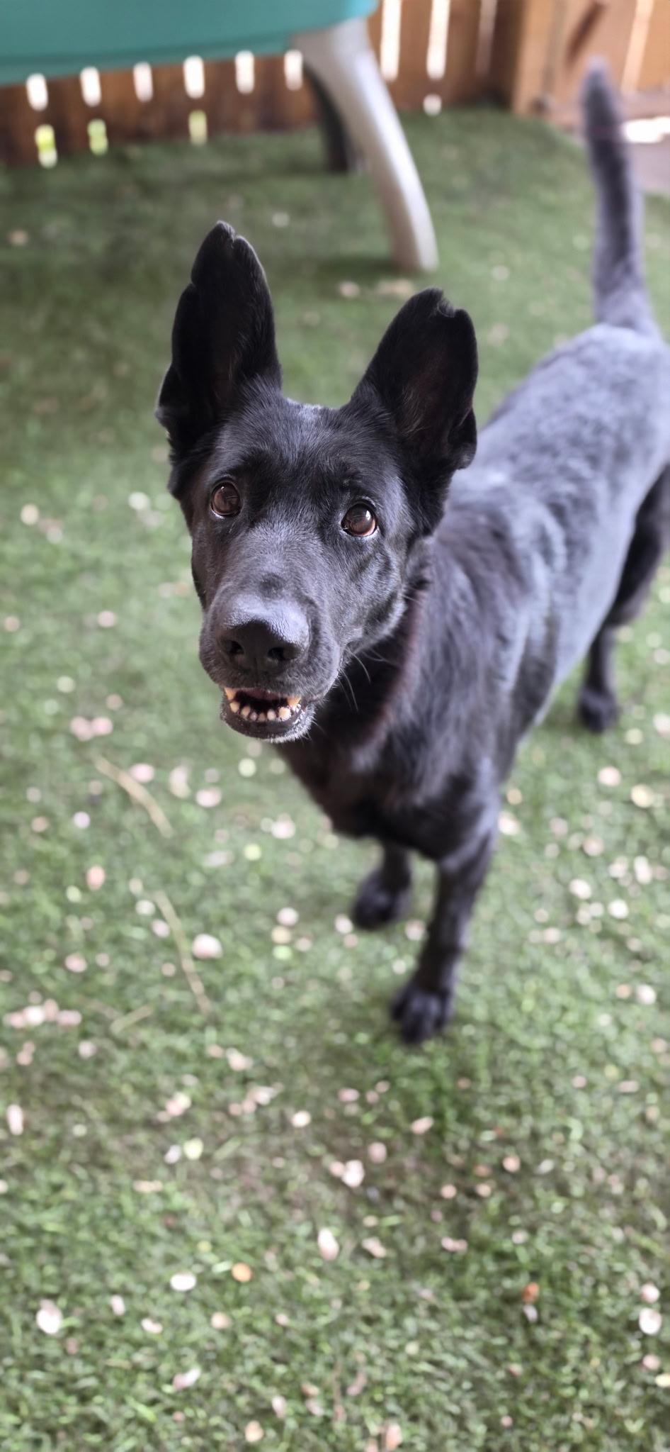 Enlarge Flaca, a Adoptable German Shepherd Dog in Parrish, FL image 2/6