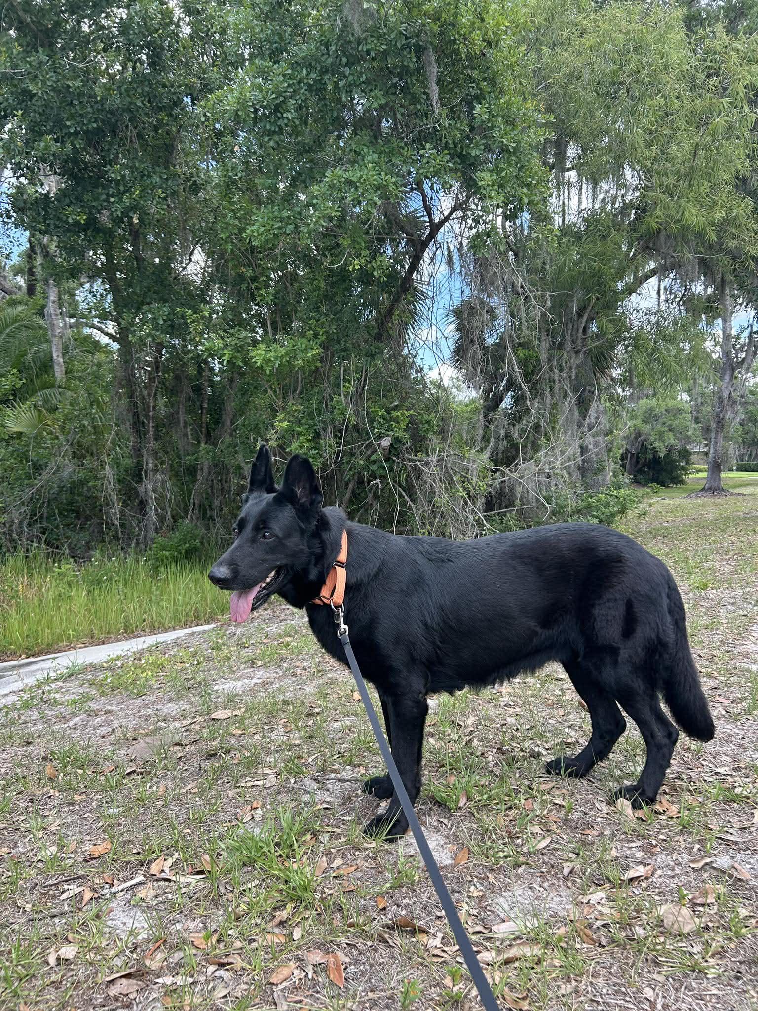 Enlarge Flaca, a Adoptable German Shepherd Dog in Parrish, FL image 2/6