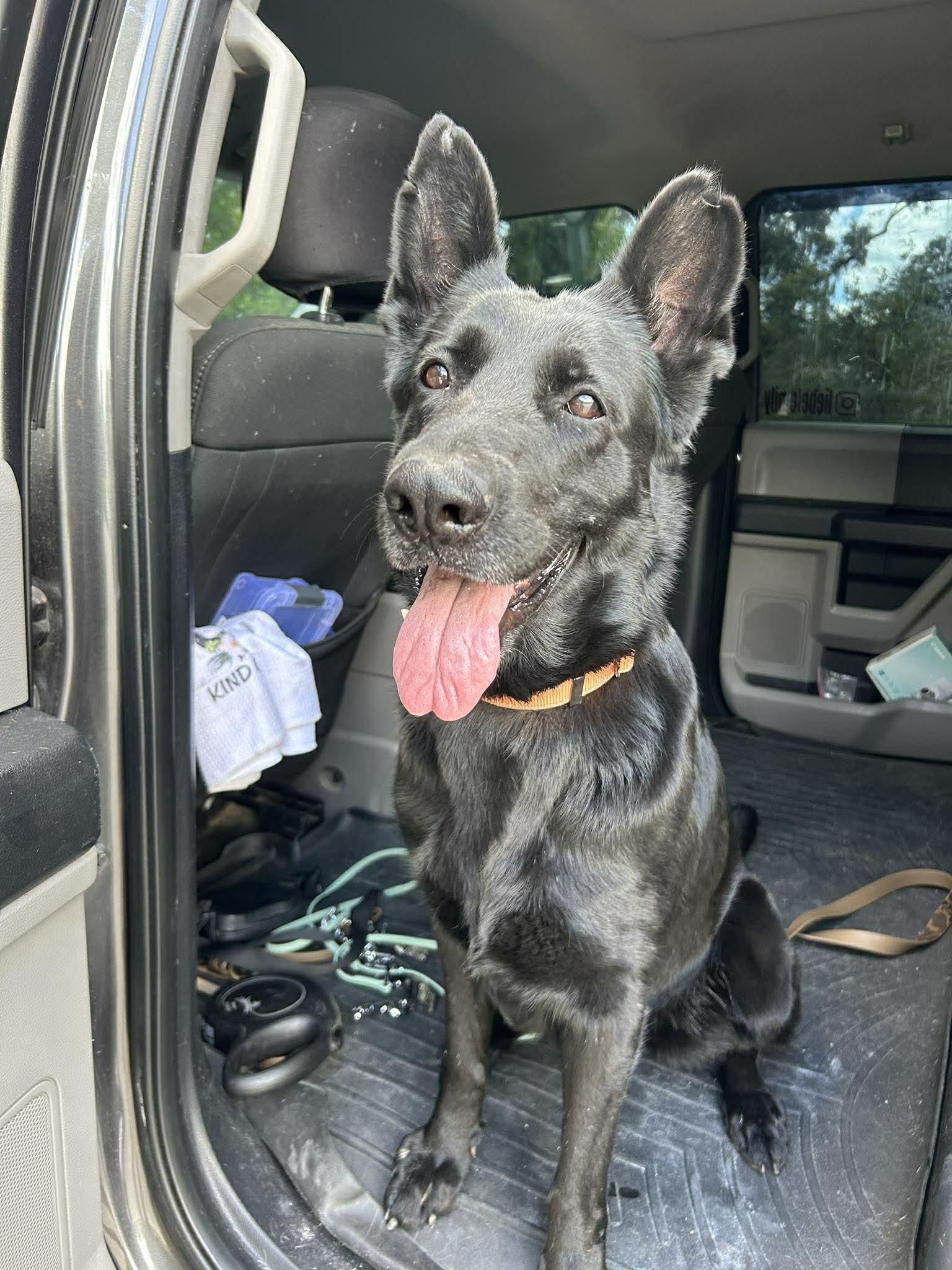 Enlarge Flaca, a Adoptable German Shepherd Dog in Parrish, FL image 3/6