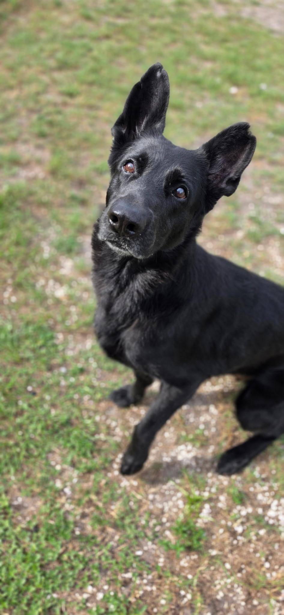 Enlarge Flaca, a Adoptable German Shepherd Dog in Parrish, FL image 3/6