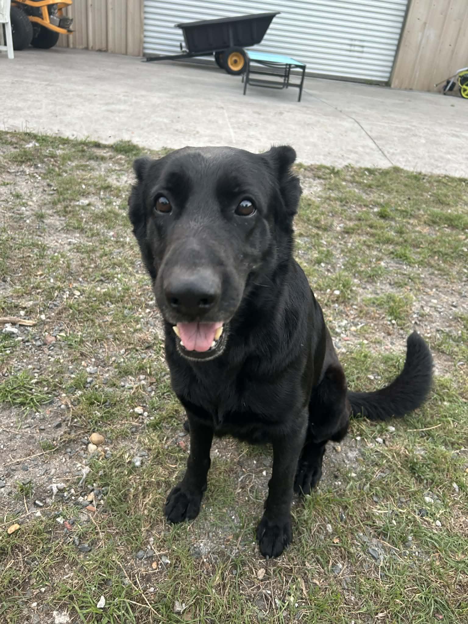 Enlarge Flaca, a Adoptable German Shepherd Dog in Parrish, FL image 4/6