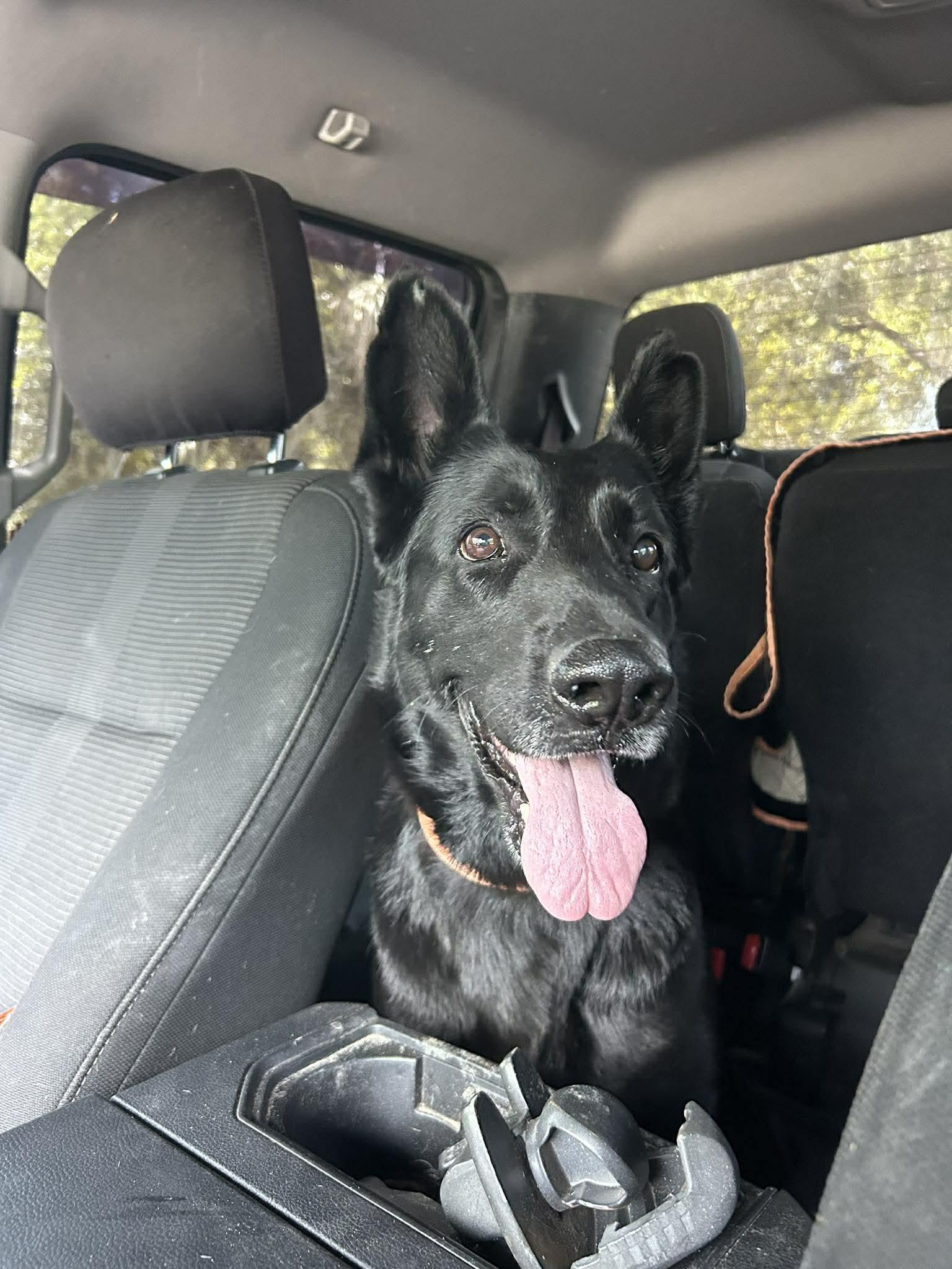 Enlarge Flaca, a Adoptable German Shepherd Dog in Parrish, FL image 5/6