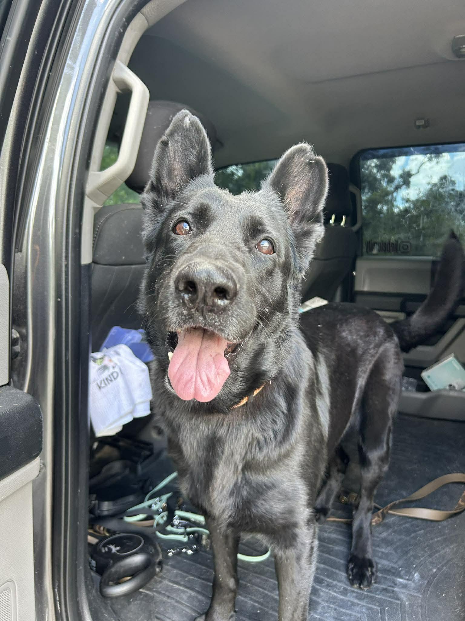 Enlarge Flaca, a Adoptable German Shepherd Dog in Parrish, FL image 6/6