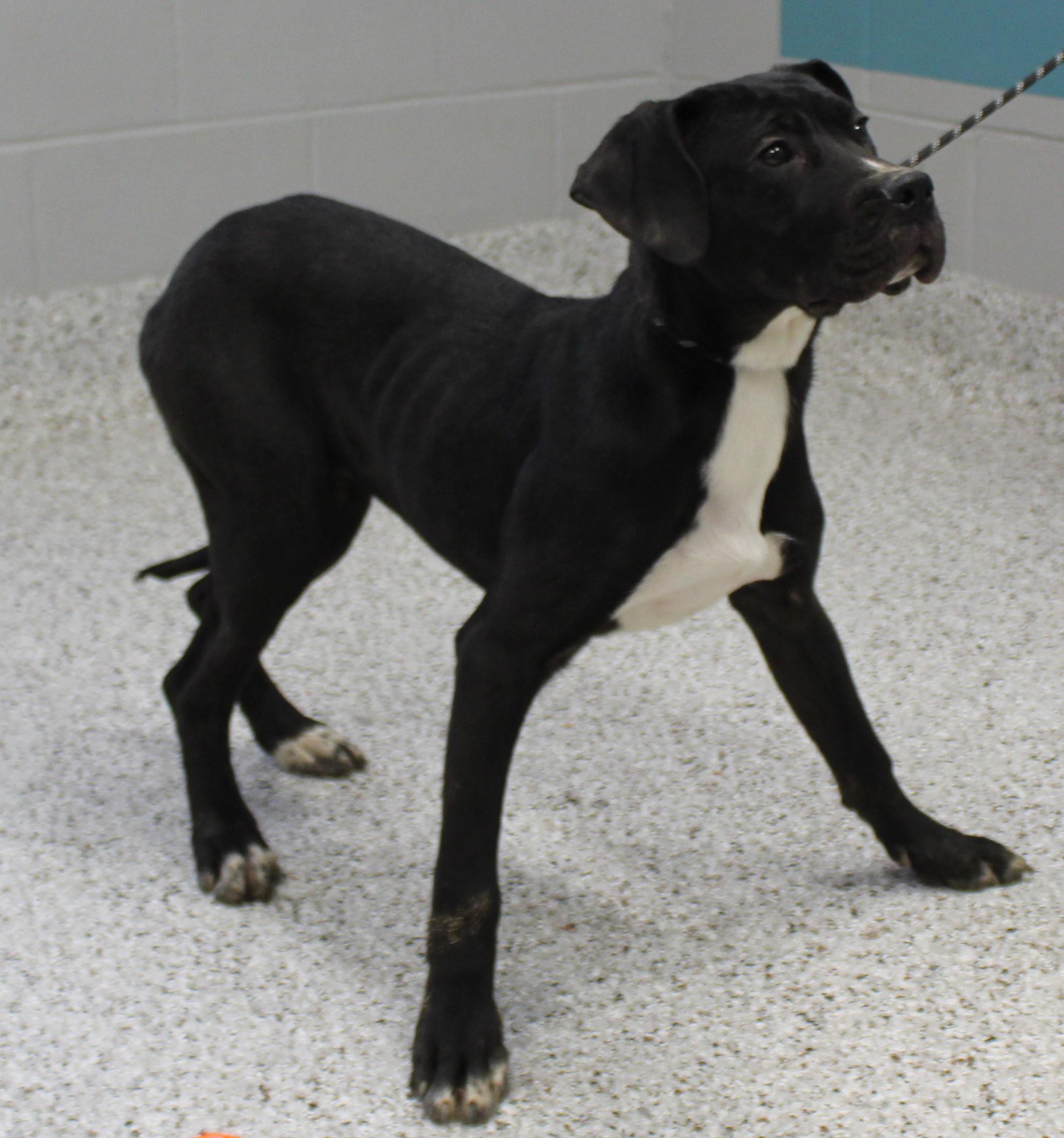 Mocha (9795), ADOPTABLE, Young Female Great Dane.