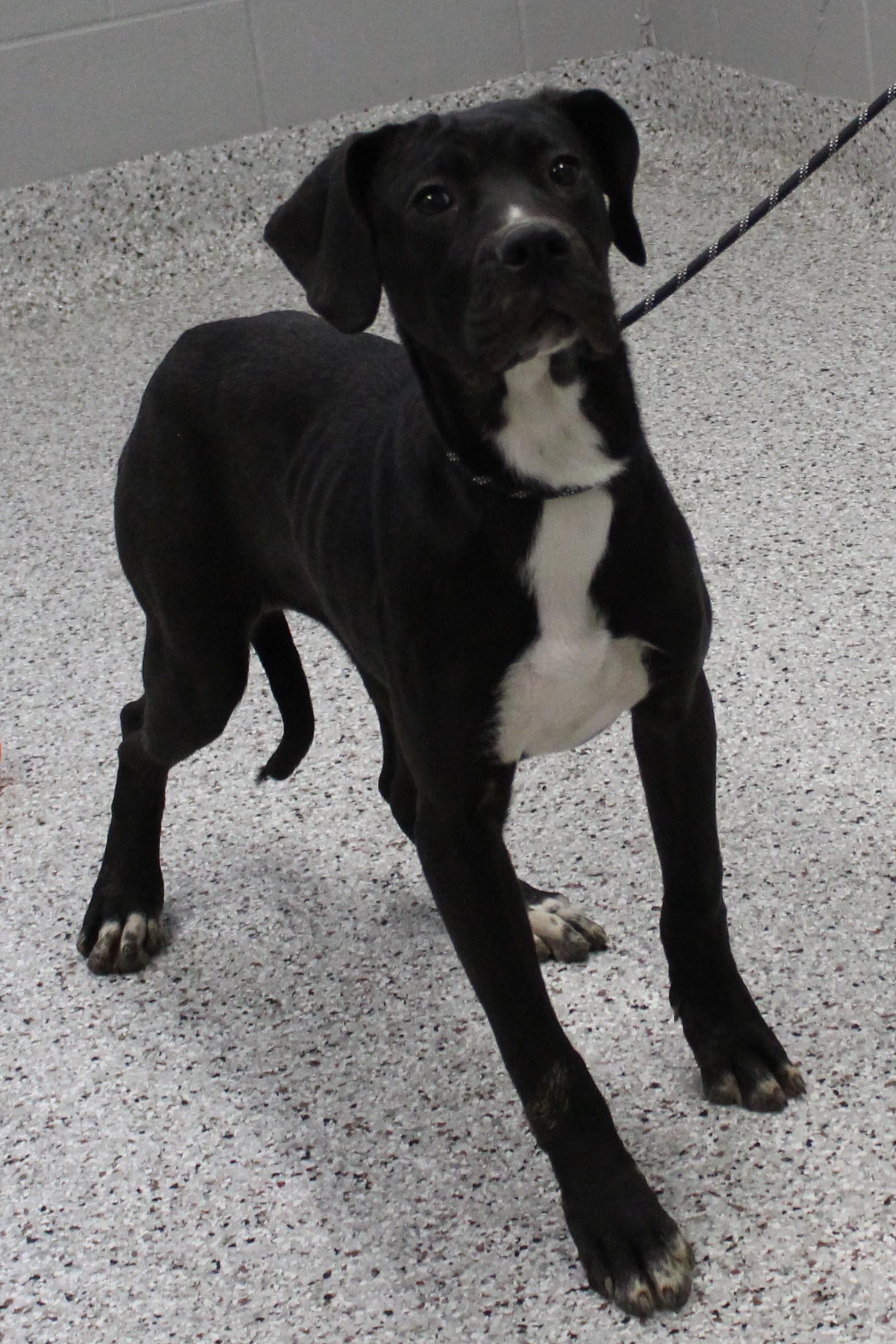 Enlarge Mocha (9795), a ADOPTABLE mixed breed in Heath, OH image 2/3