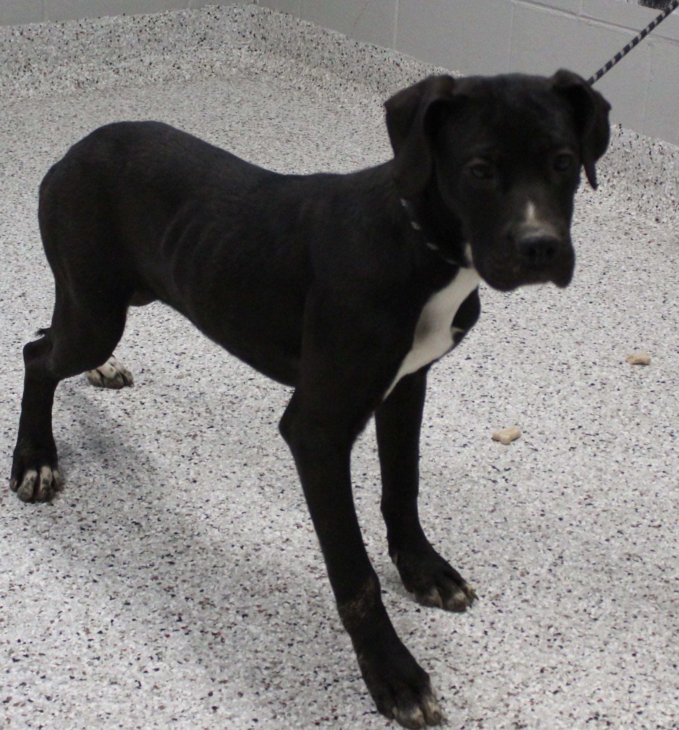 Enlarge Mocha (9795), a ADOPTABLE mixed breed in Heath, OH image 3/3