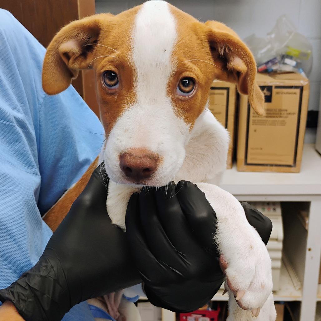 Toast, Adoptable, Puppy Male Mixed Breed.