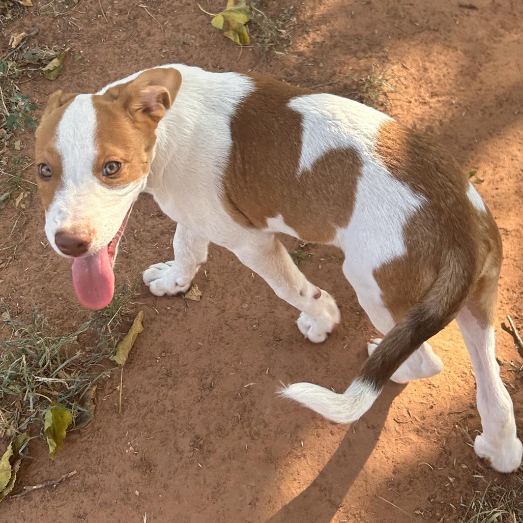 Enlarge Toast, a Adoptable Mixed Breed in Duncan, OK image 2/2