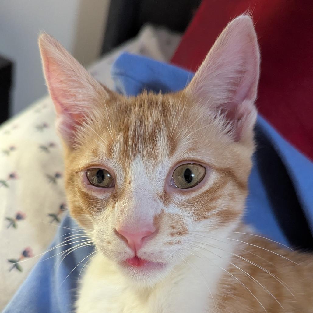 Doomsday, Adoptable, Kitten Male Domestic Short Hair.