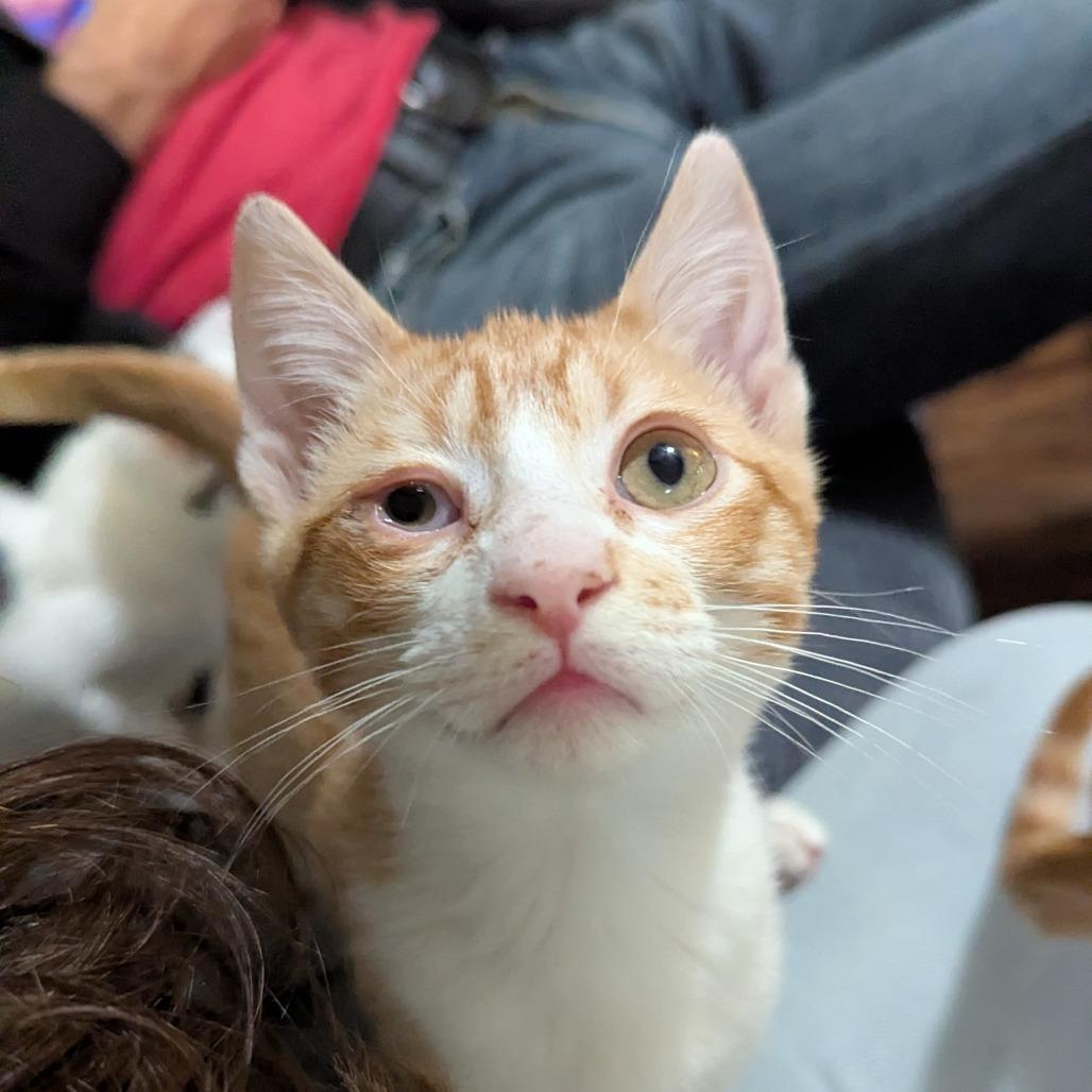 Doomsday, a Adoptable Domestic Short Hair in Valdosta , GA image 4/4