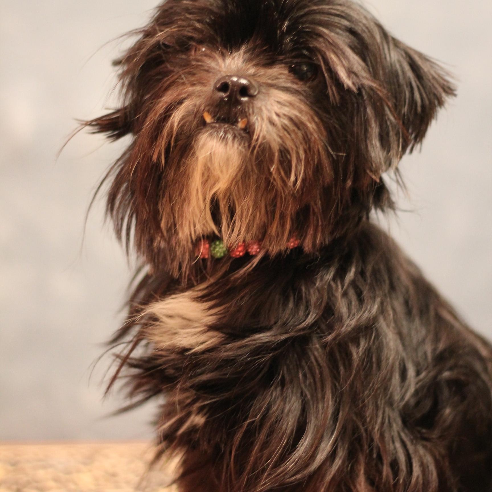 Charli, ADOPTABLE, Adult Female Shih Tzu.