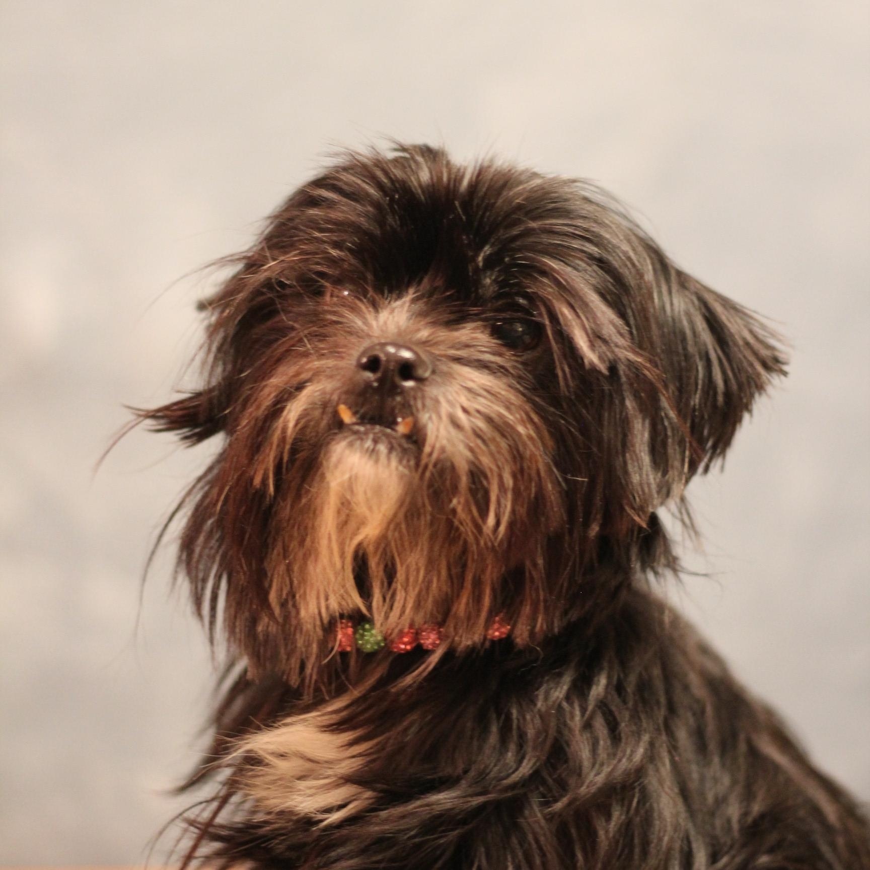 Enlarge Charli, a ADOPTABLE Shih Tzu in Yukon, OK image 2/2
