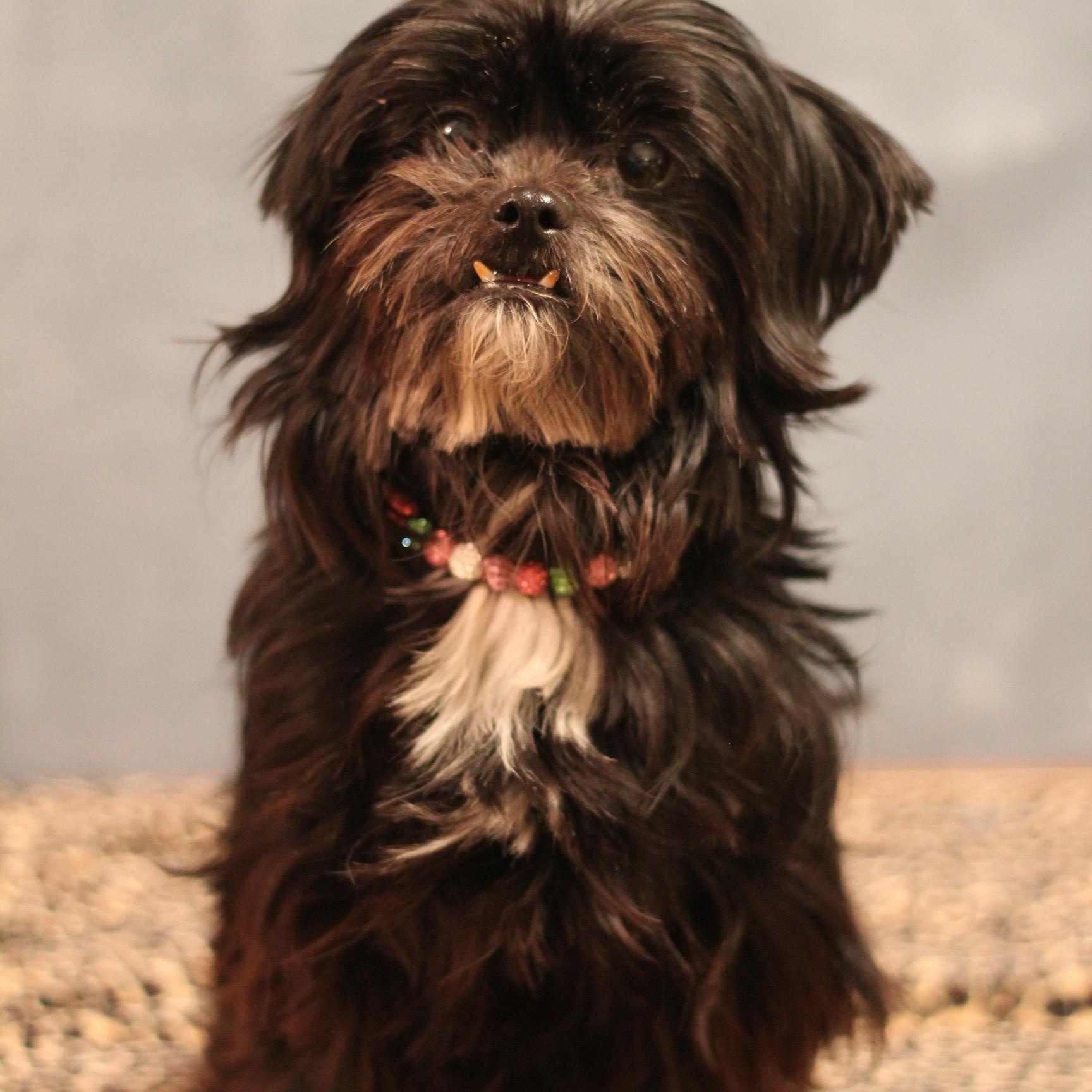 Enlarge Charli, an adopted Shih Tzu in Yukon, OK image 2/3