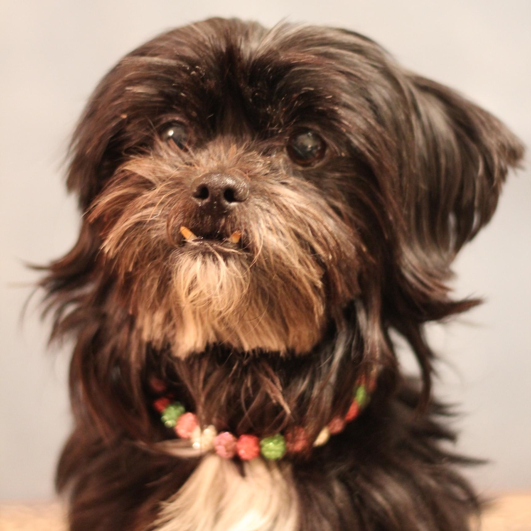 Enlarge Charli, an adopted Shih Tzu in Yukon, OK image 1/3