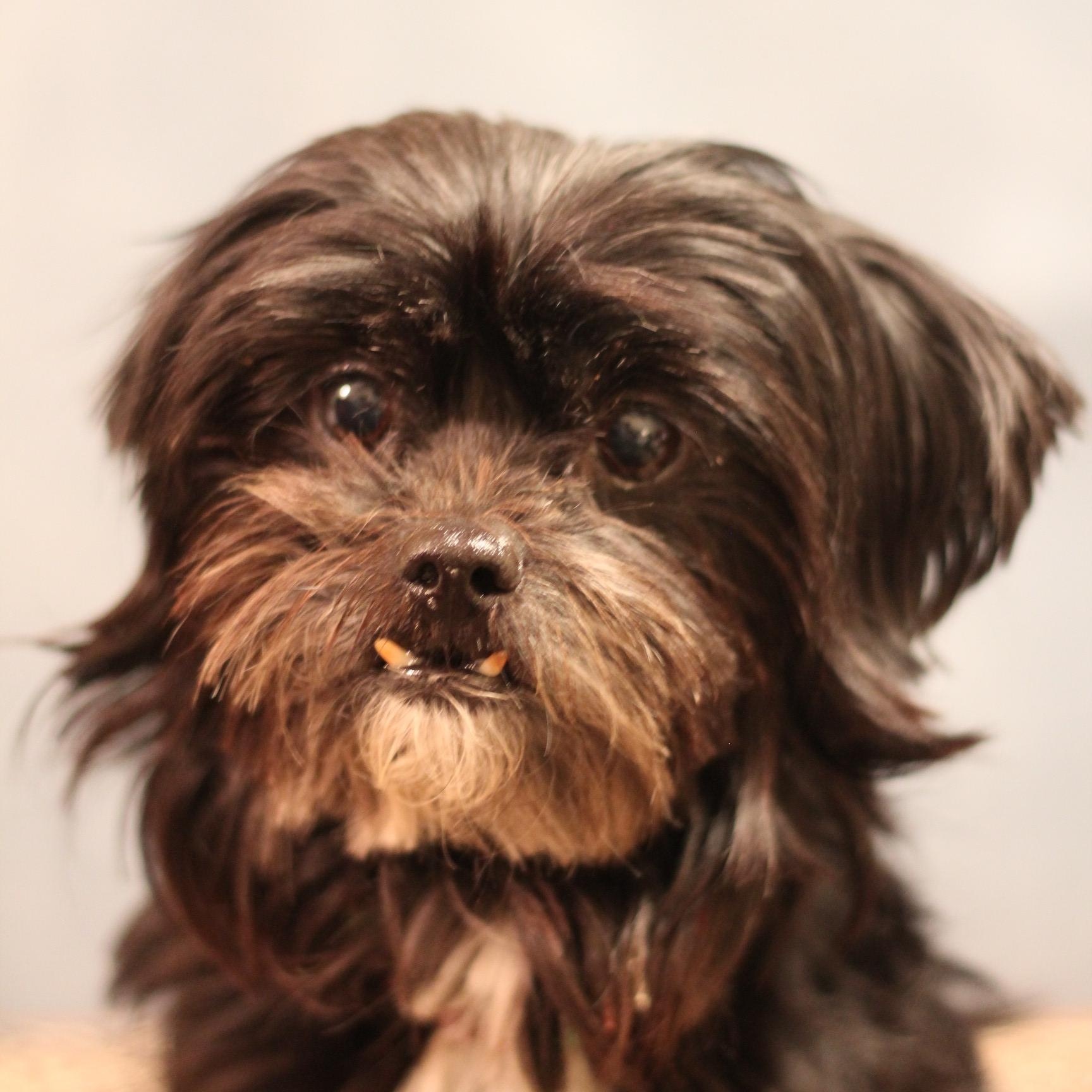 Enlarge Charli, an adopted Shih Tzu in Yukon, OK image 3/3