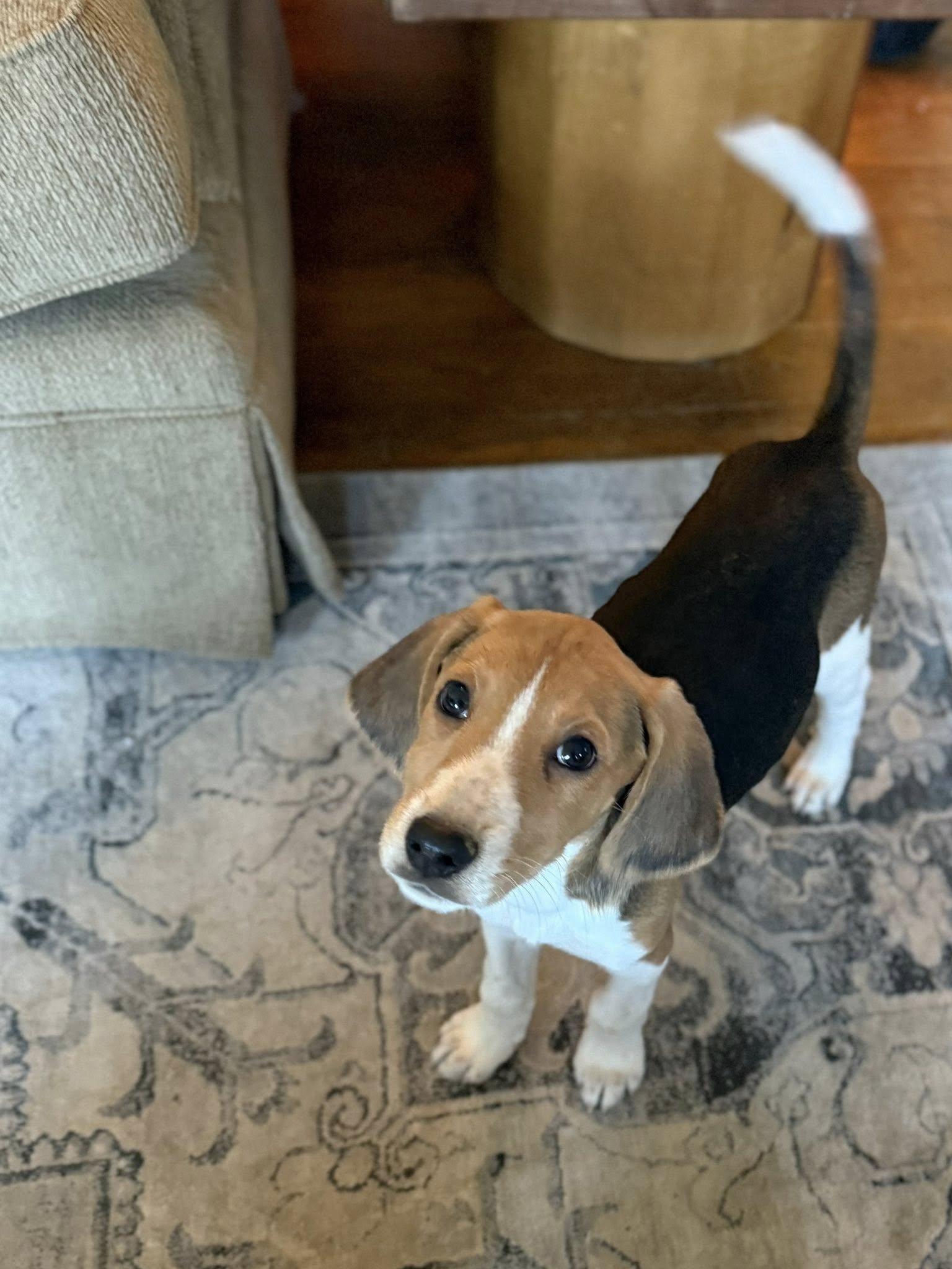 Abe Lincoln, adoptable, Puppy Male American Foxhound.