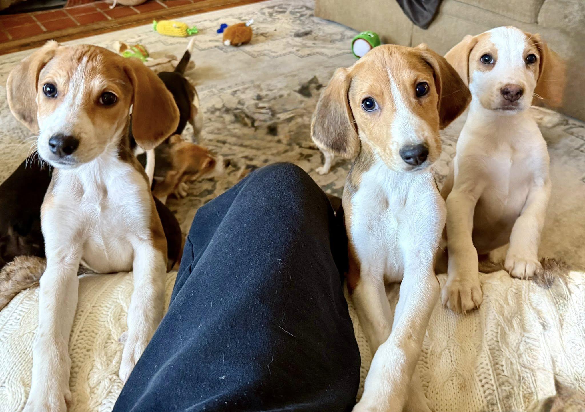 Enlarge Abe Lincoln, an adoptable American Foxhound in Millersville, MD image 2/2