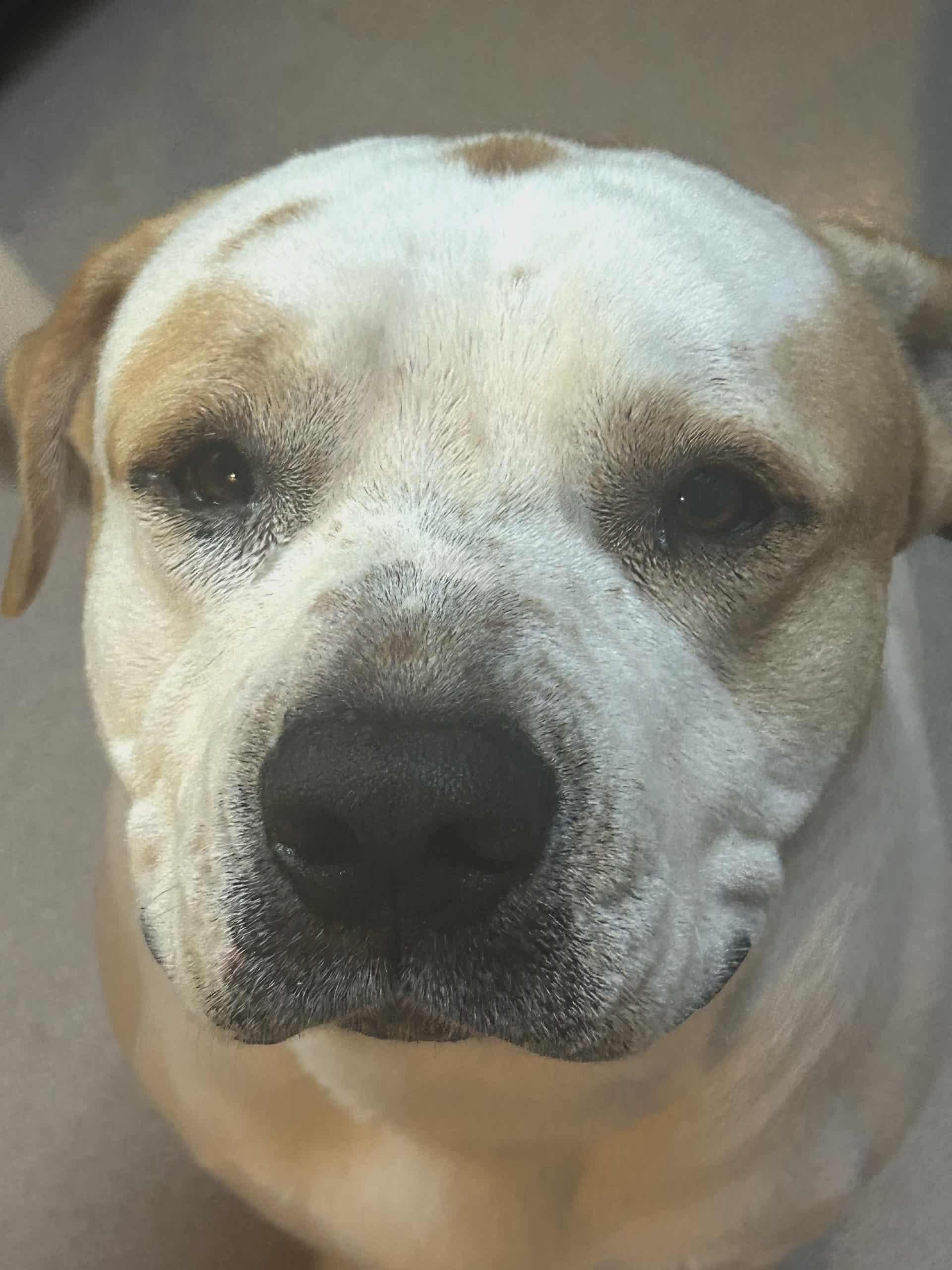 Roscoe, Adoptable, Adult Male Pit Bull Terrier.