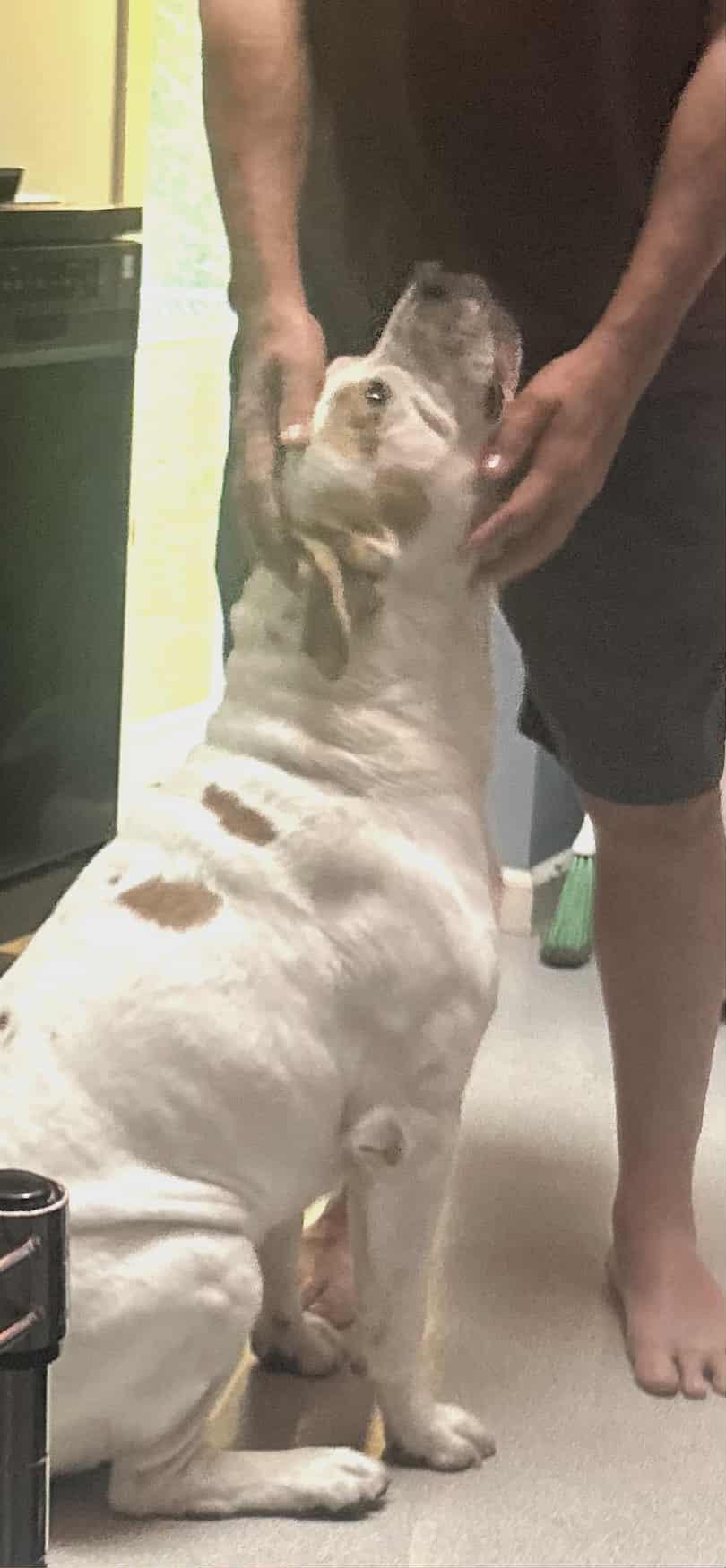 Roscoe, a Adoptable Pit Bull Terrier in Louisville, KY image 2/3