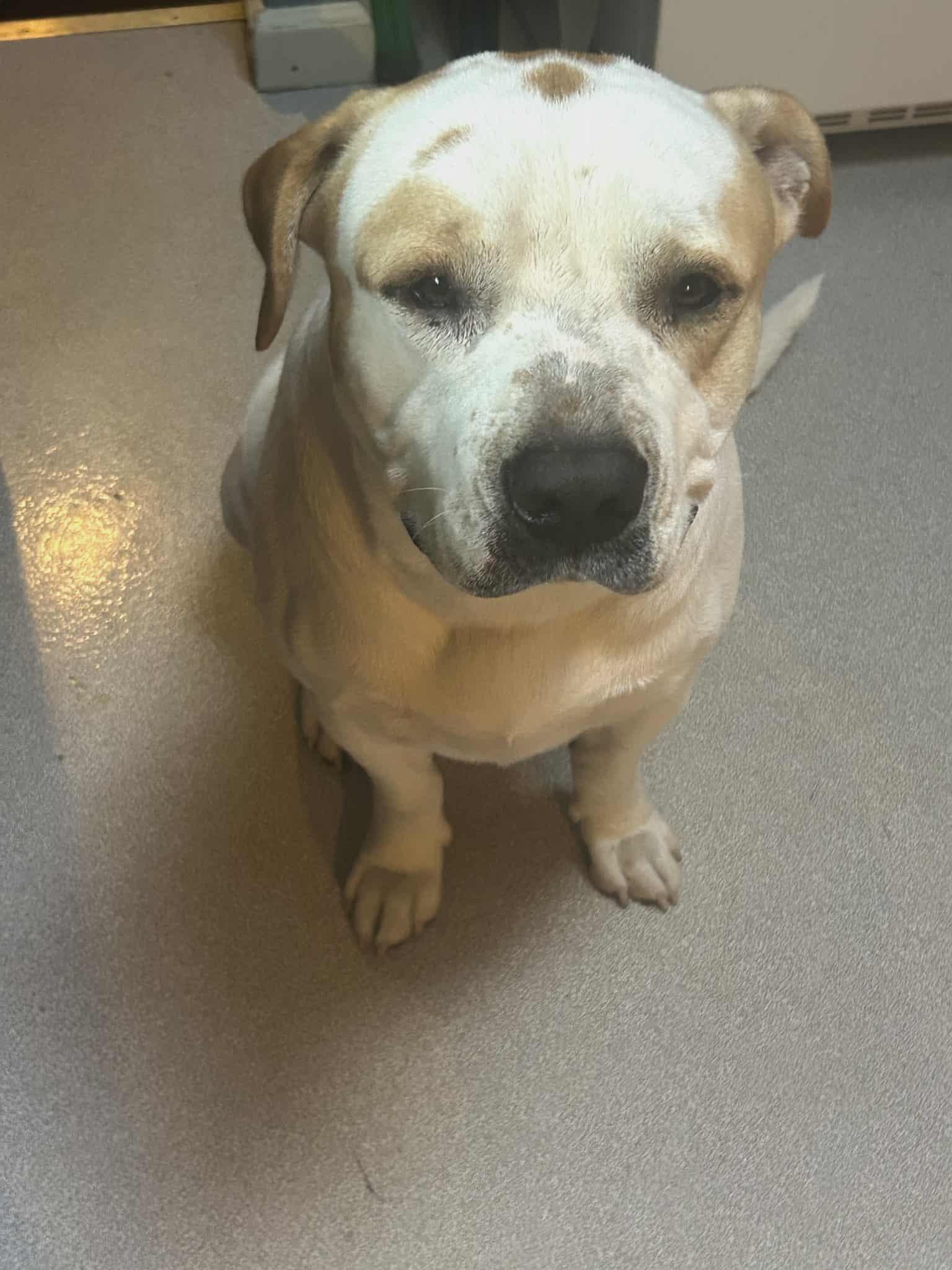 Roscoe, a Adoptable Pit Bull Terrier in Louisville, KY image 3/3