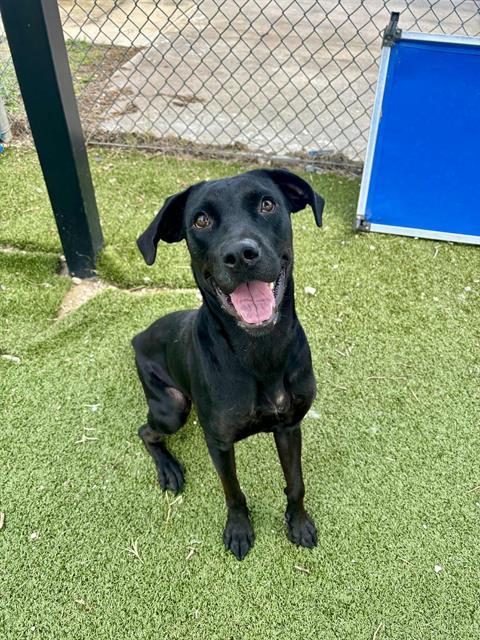CORDELIA, Adoptable, Young Female Labrador Retriever & Mixed Breed.