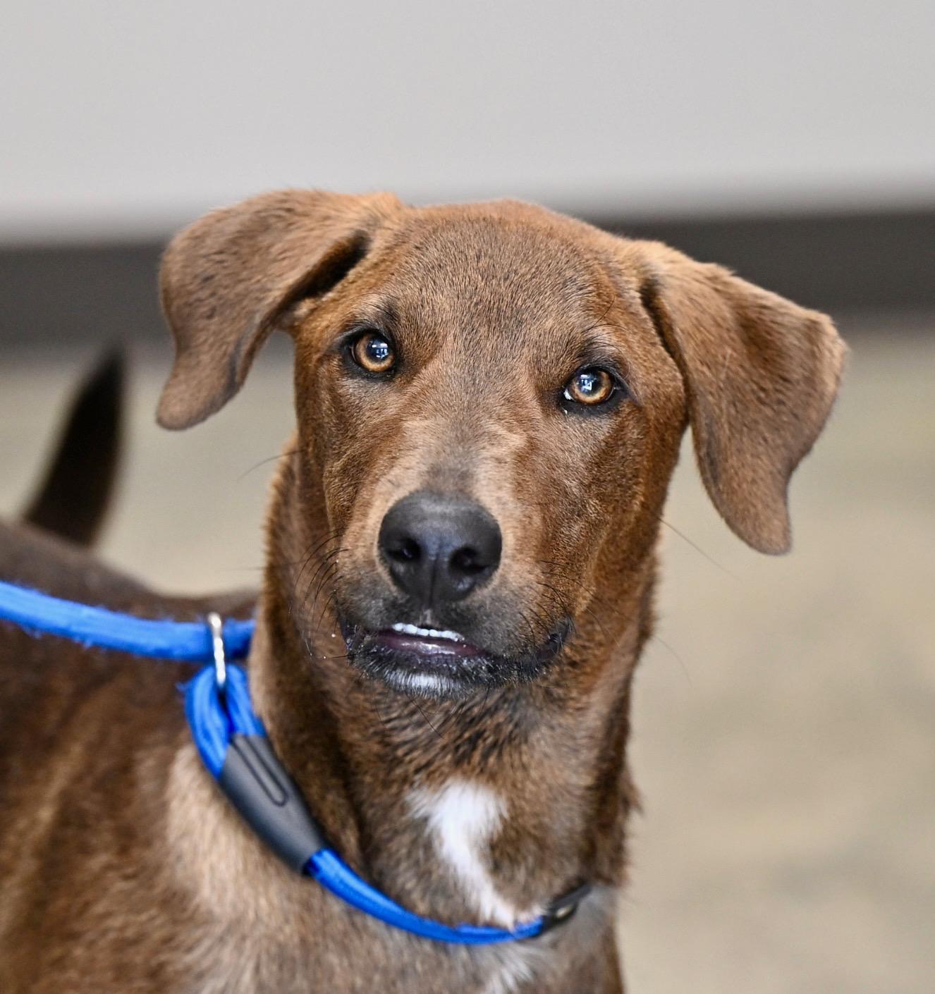 Enlarge Everest, an adopted mixed breed in Hot Springs, AR image 1/2