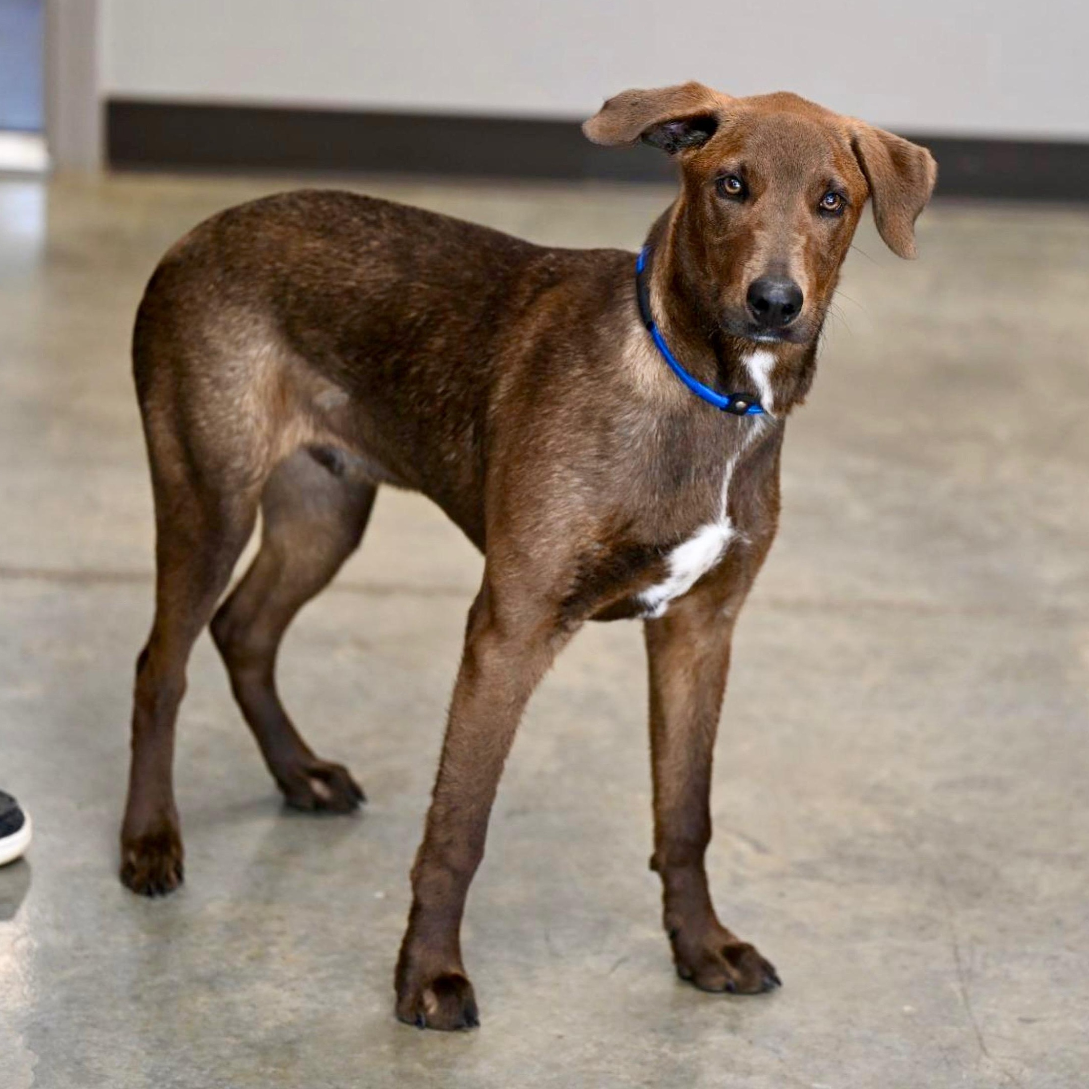 Enlarge Everest, an adopted mixed breed in Hot Springs, AR image 2/2