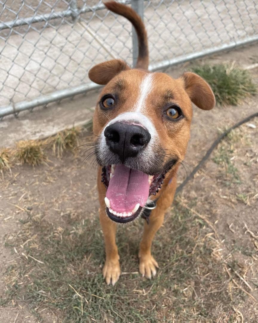 Patches, a Adopted Australian Kelpie in San Francisco, CA image 1/4