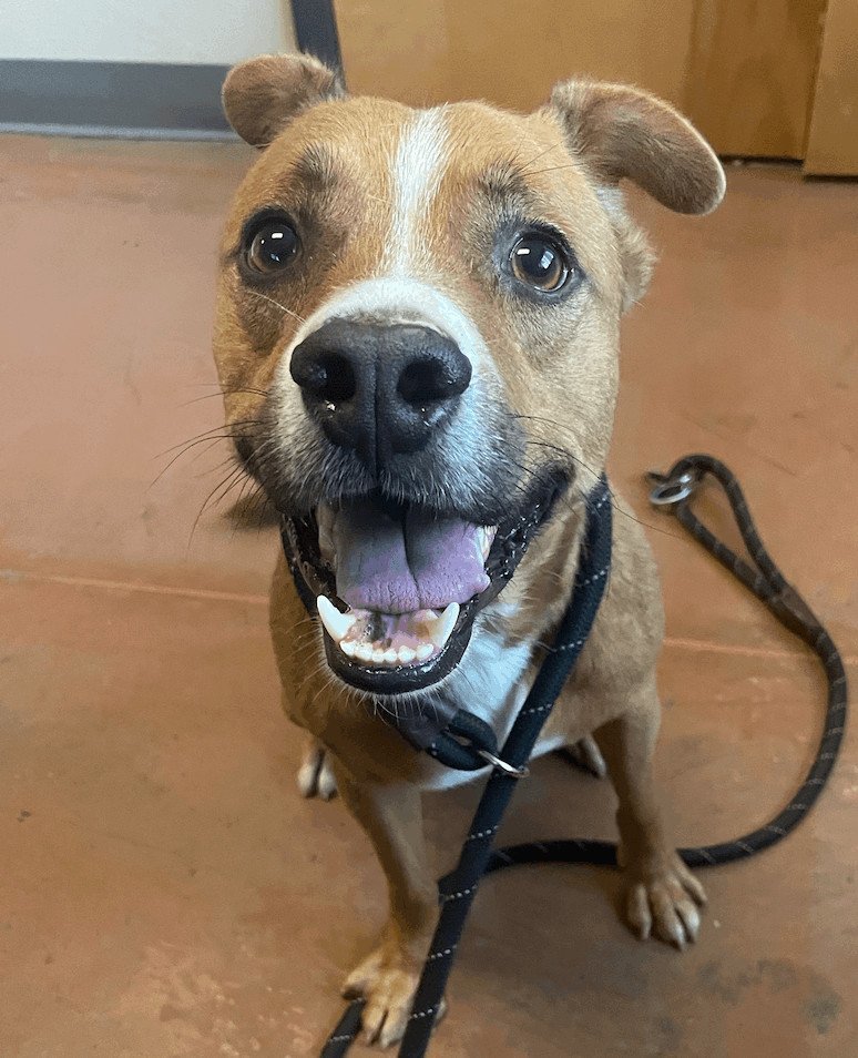 Patches, a Adopted Australian Kelpie in San Francisco, CA image 2/4